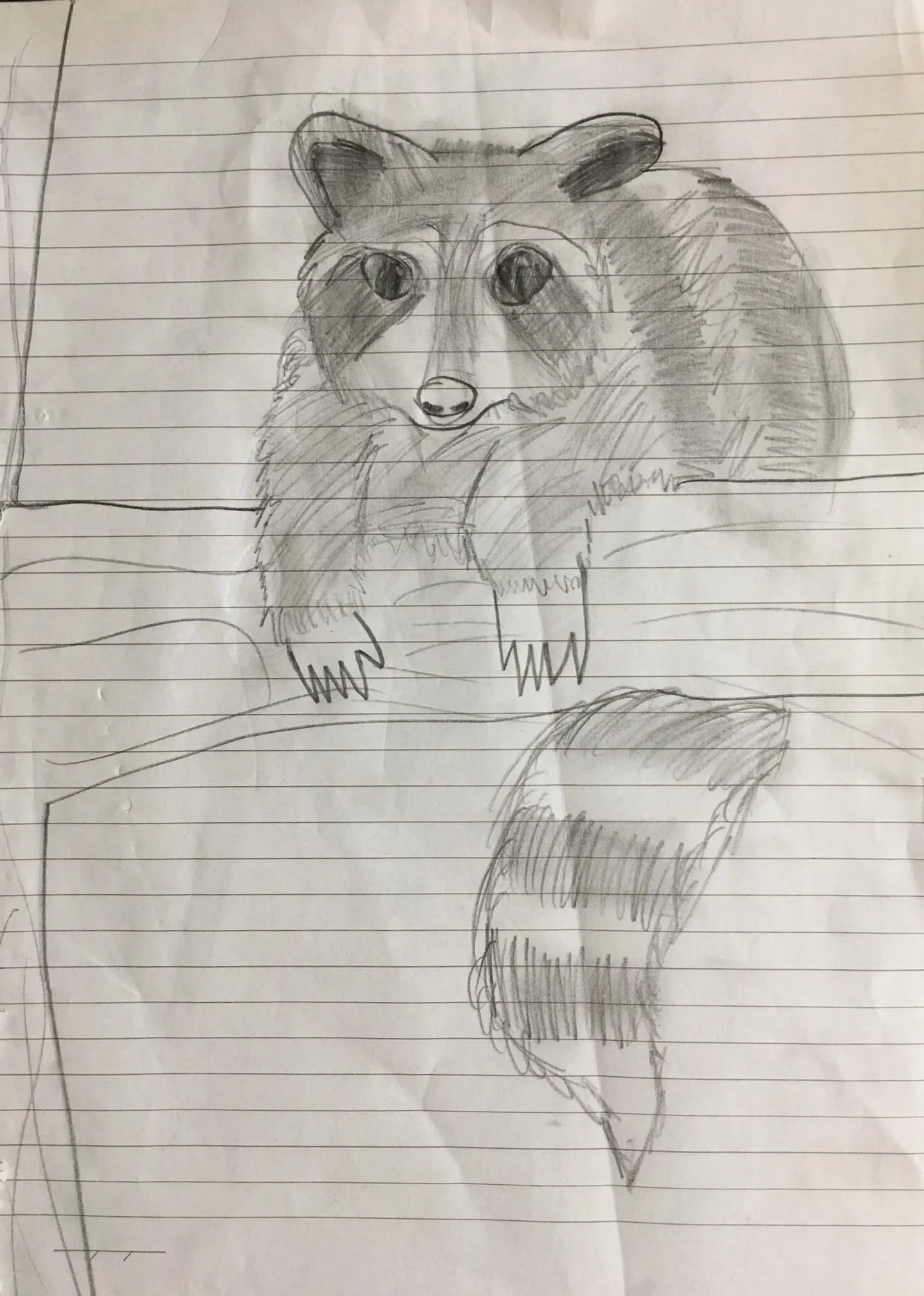 Racoon by Lucy aged 9.jpg