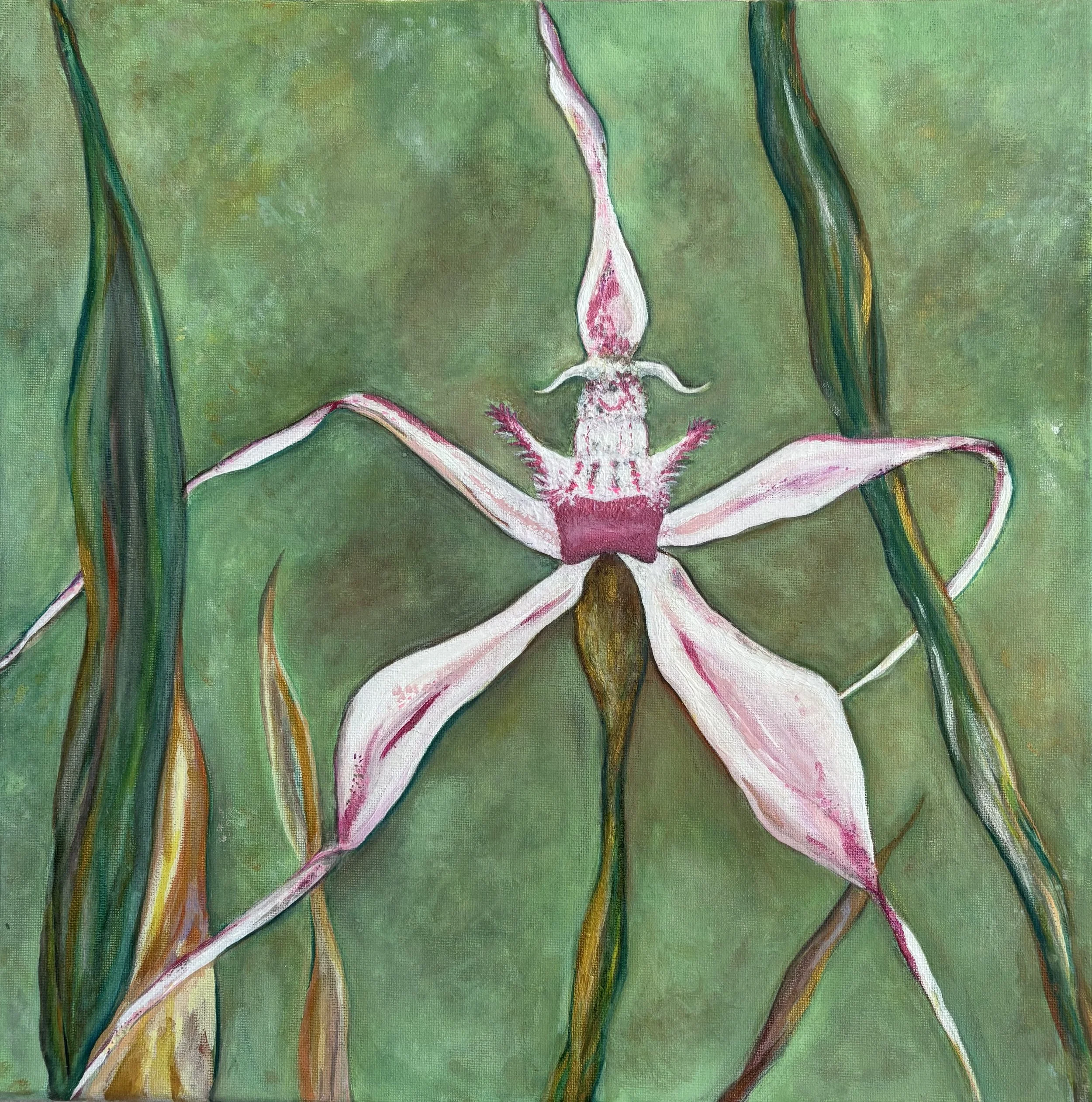 'The million spider spider orchid' by Allegra aged 8