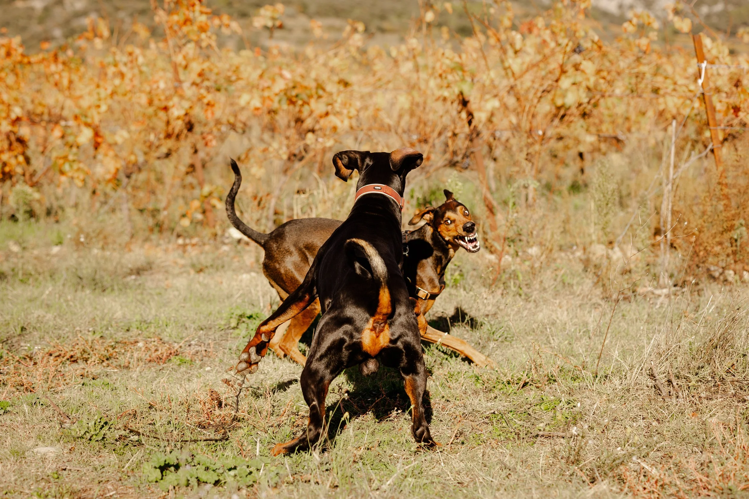 L’importance des choix dans l’éducation canine