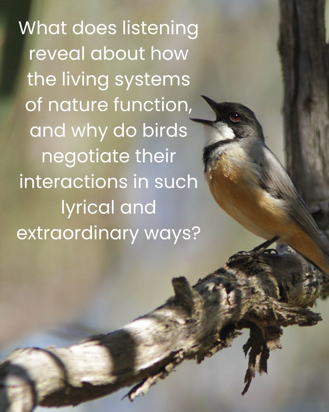 GROW program snapshot

Wildlife sound recordist Andrew Keoch brings his recordings and his invitation to GROW to open our ears to the natural world.

&ldquo;We not only listen to learn about nature, but learn from nature.&rdquo;

Andrew asks how, in 