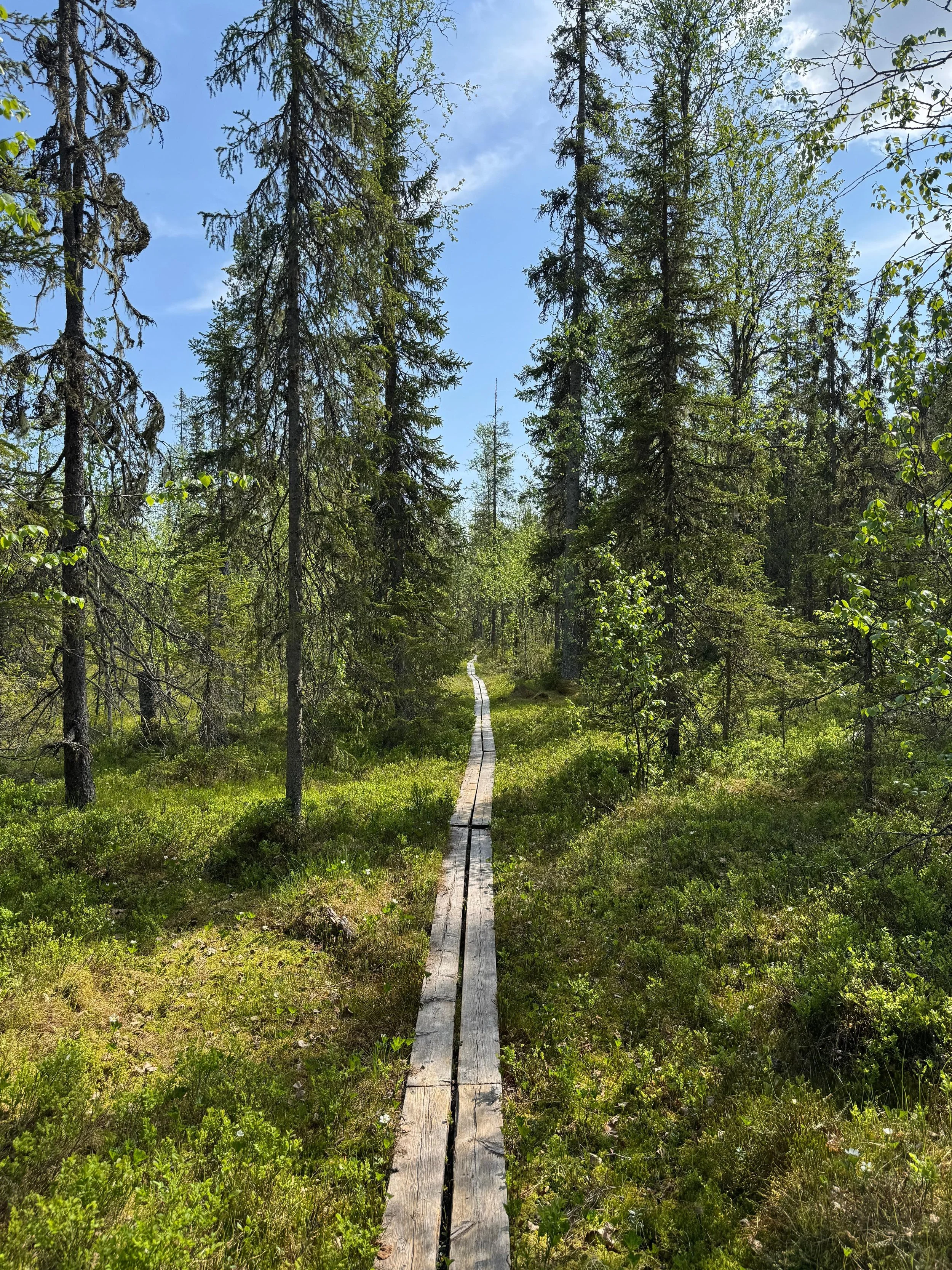 En smal träbro som går genom en grön skog under en klar blå himmel