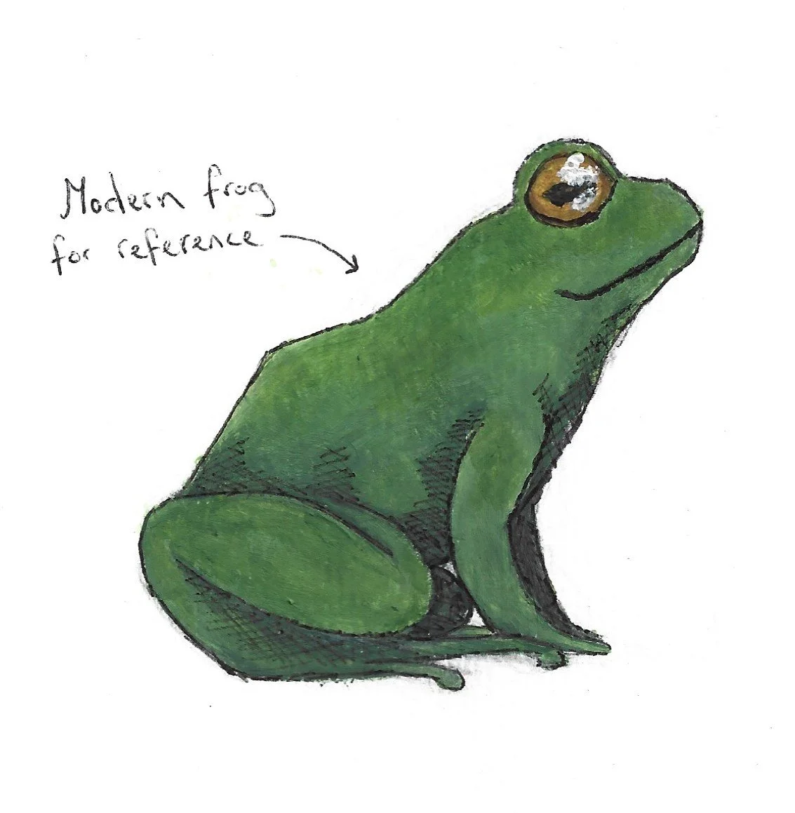 frog for reference.JPG
