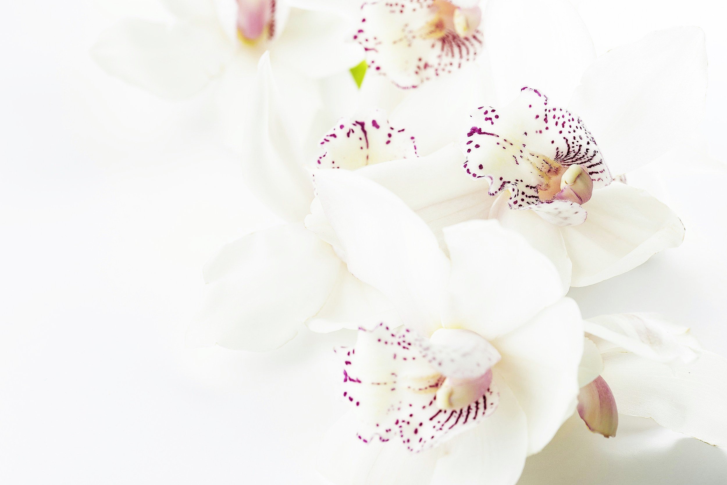 White orchids with splash of purple