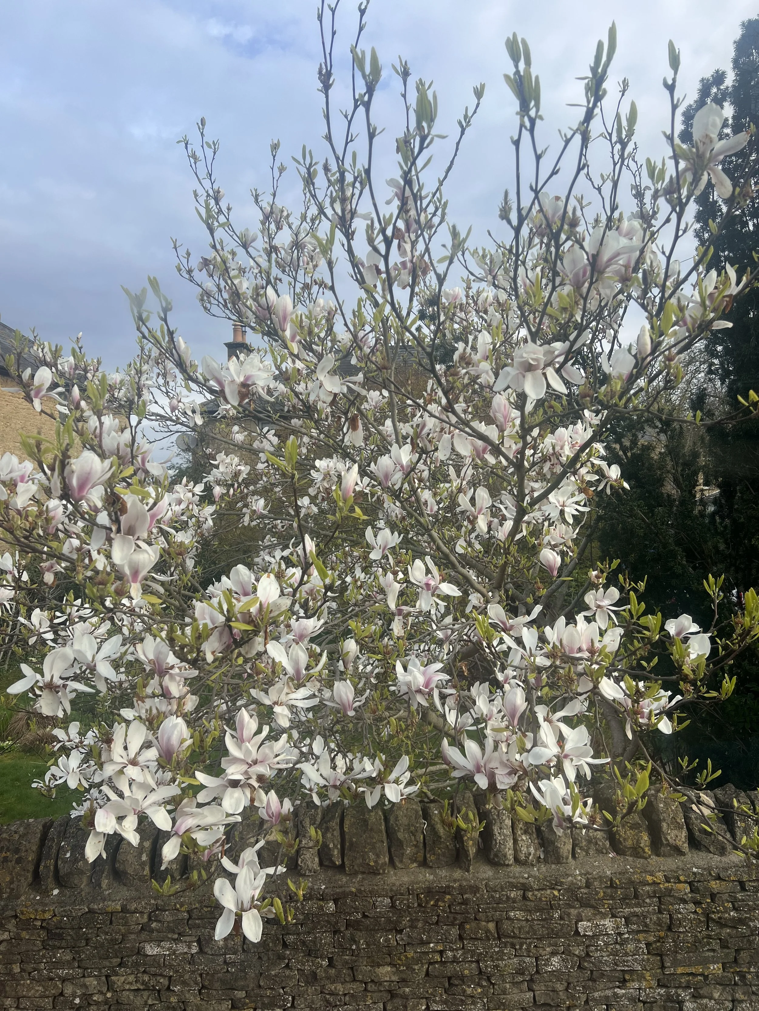 the weight of magnolia petals