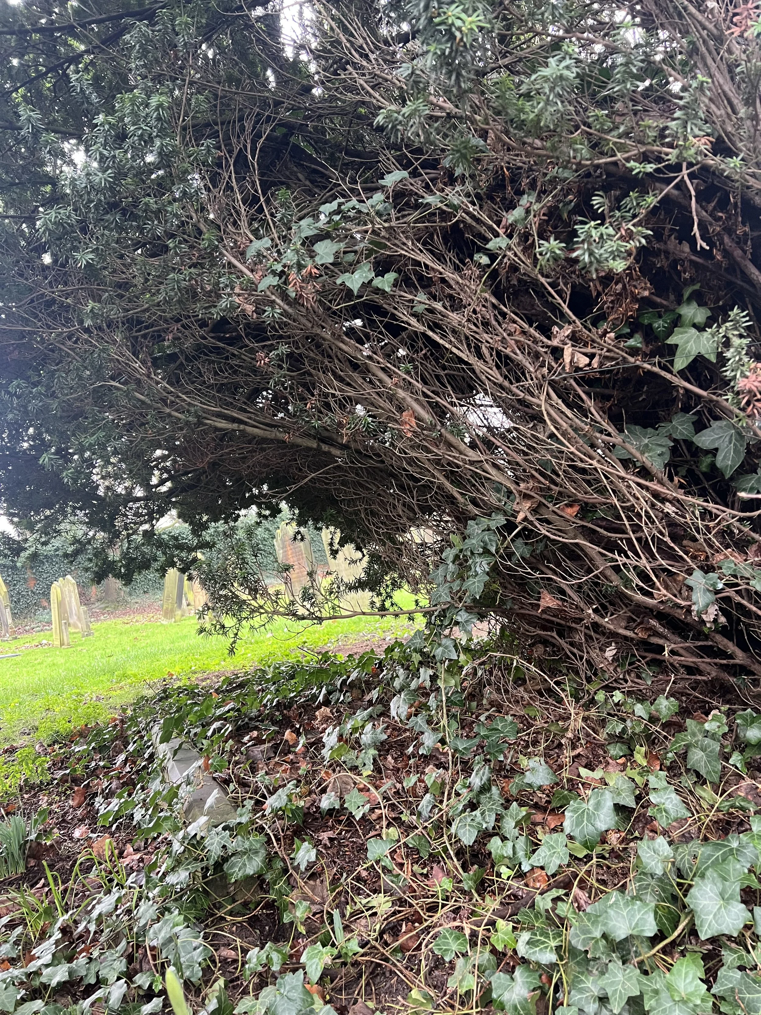 what’s underneath? autumn equinox - somatic rooting ritual