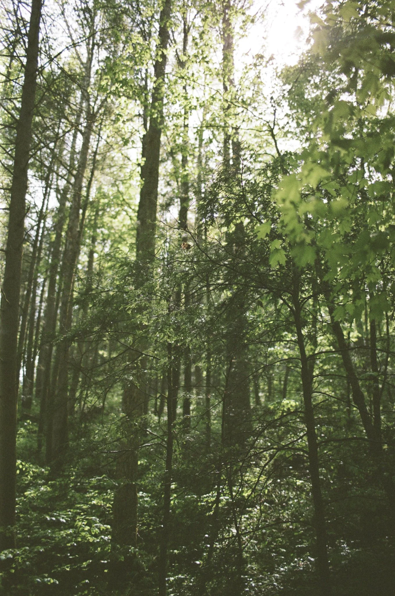RedRiverGorgeElopementFilm-23.jpg