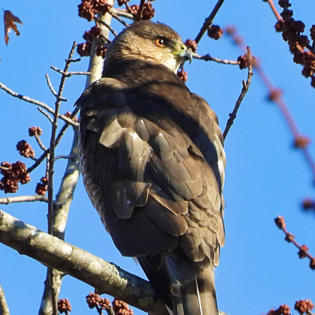 #24 ~ Cooper's Hawk