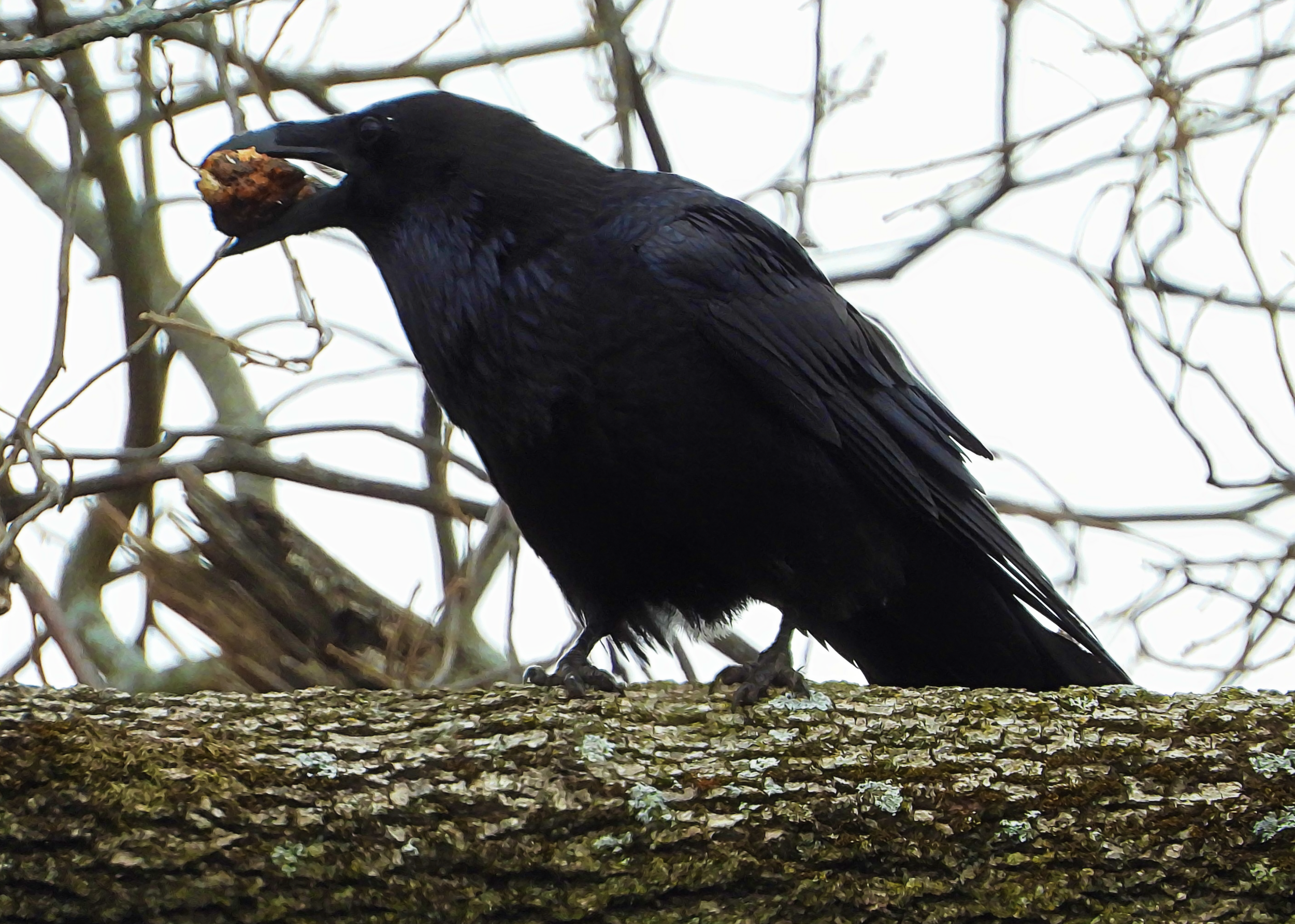 Common Raven ~ Sold