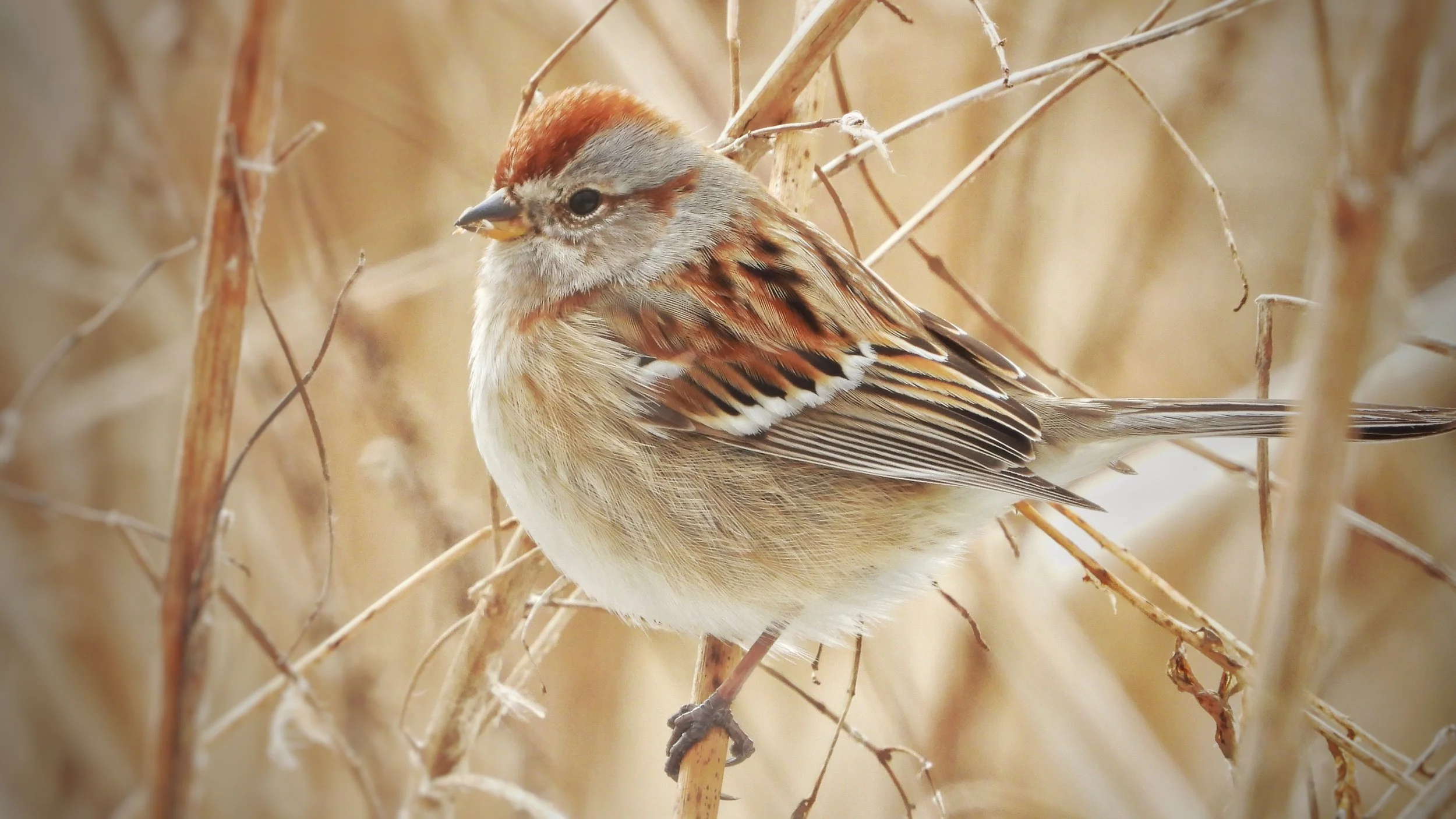 American Tree Sparrow - PB Cinematics on Objkt.com