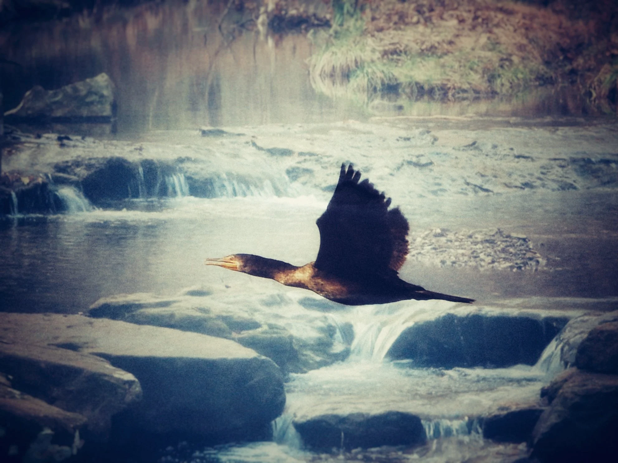 #32 ~ Double-crested Cormorant