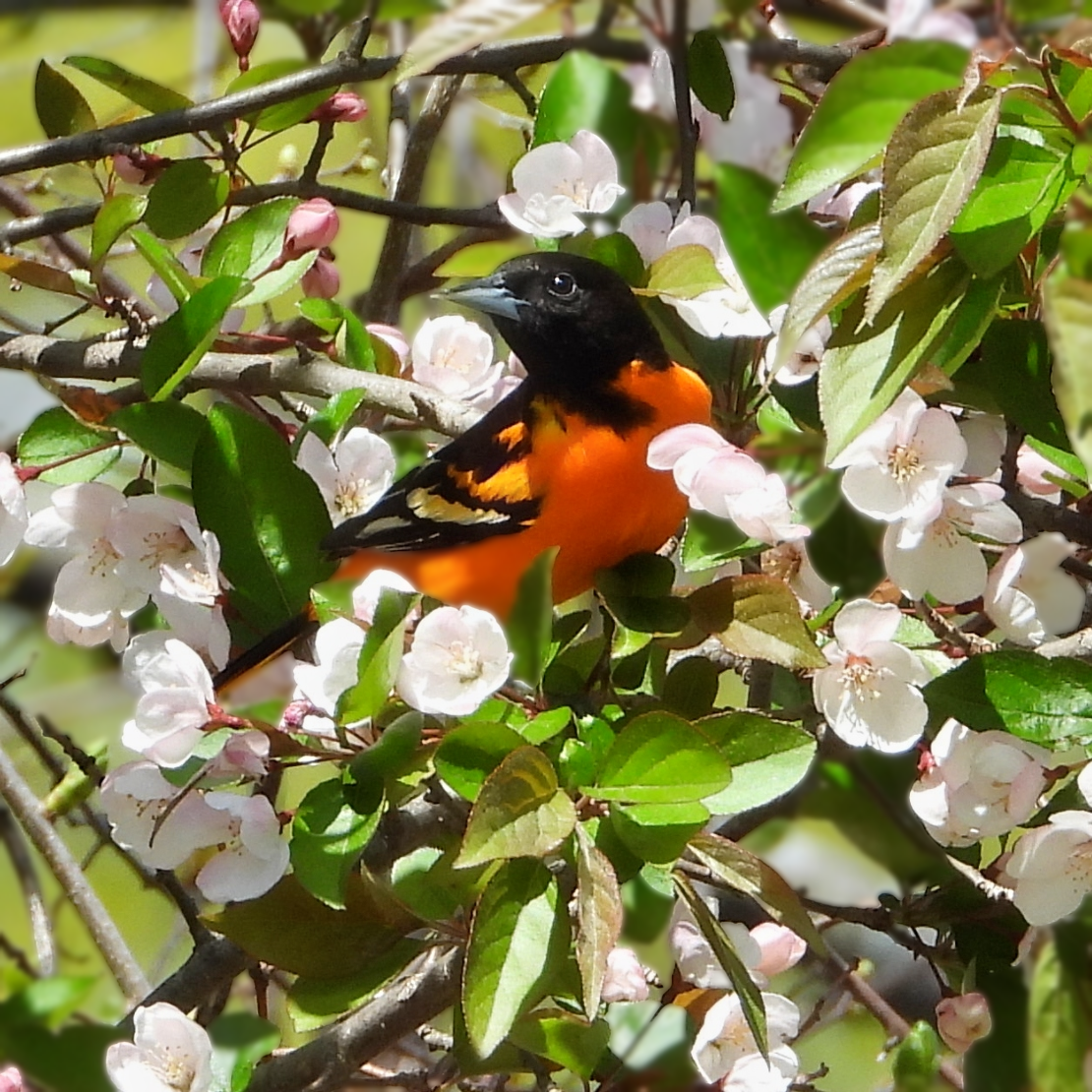 #36 ~ Baltimore Oriole