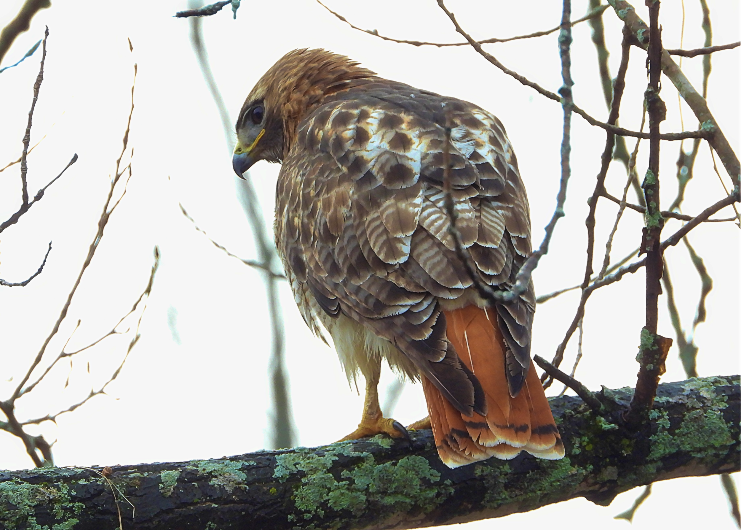 Red-tailed Hawk on Objkt.com