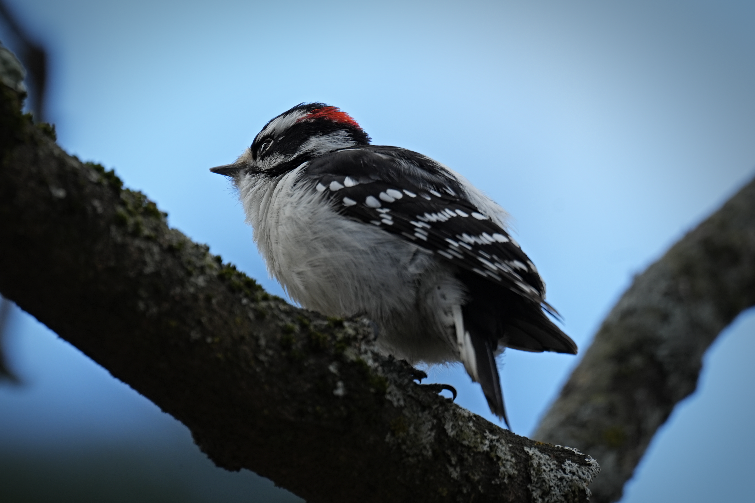 Wistful Woodpecker on Objkt.com