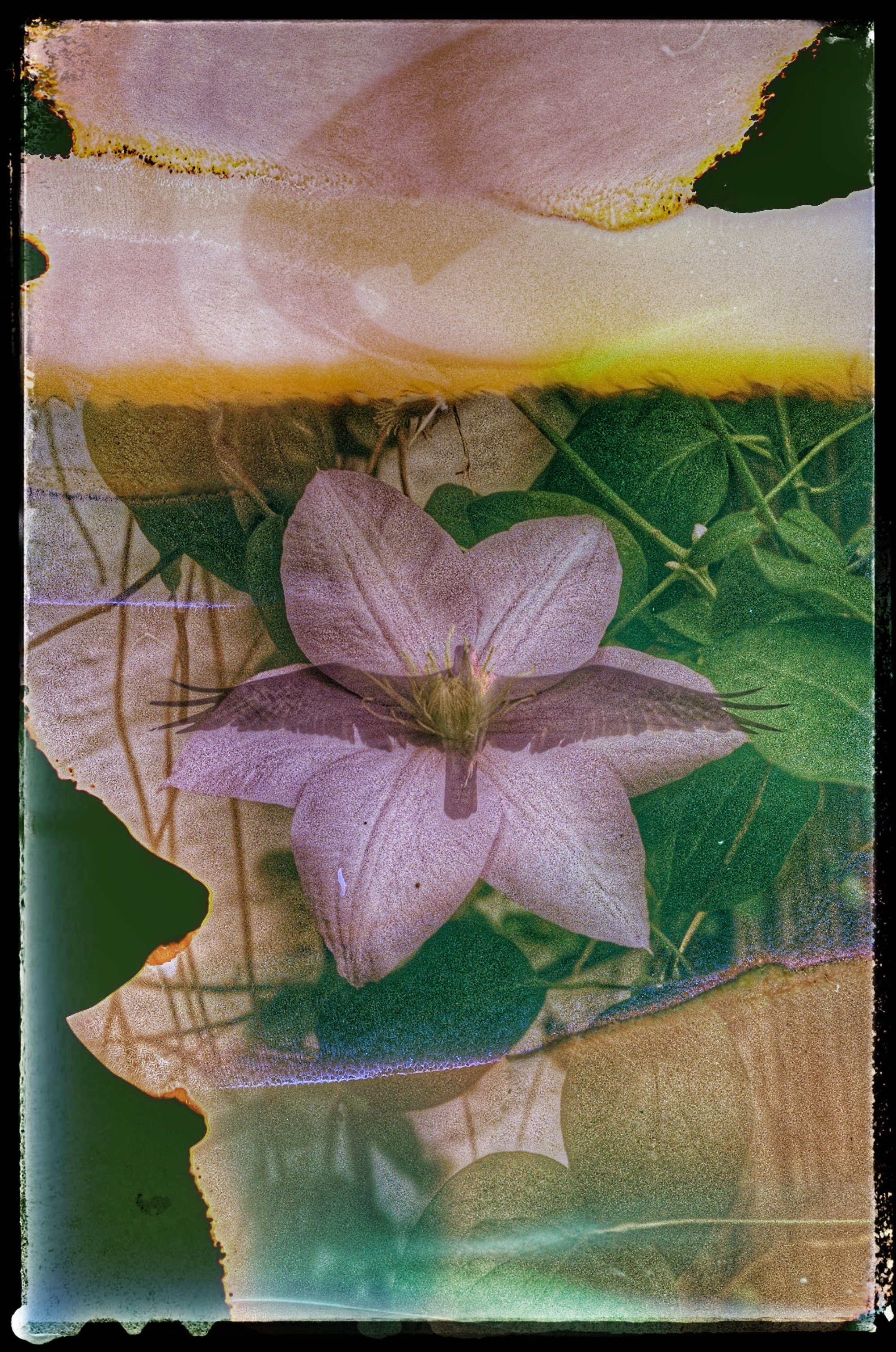 Osprey among Clematis.jpg
