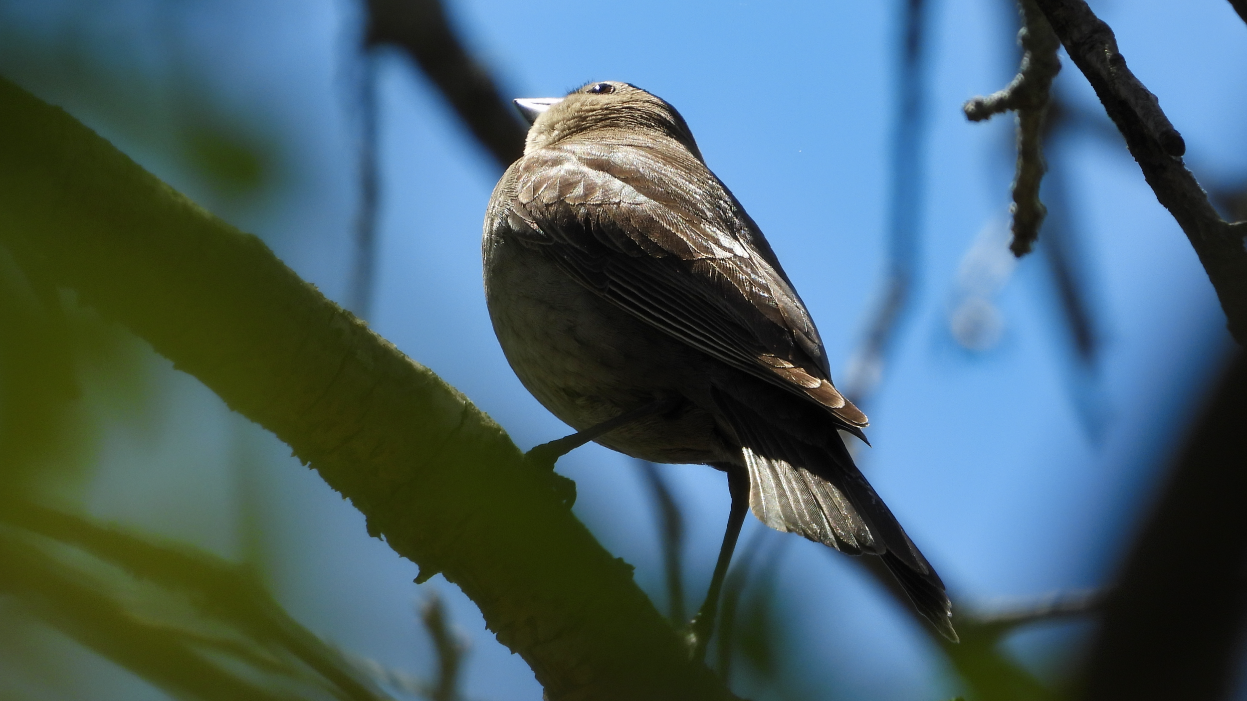Contemplative Cowbird on Objkt.com