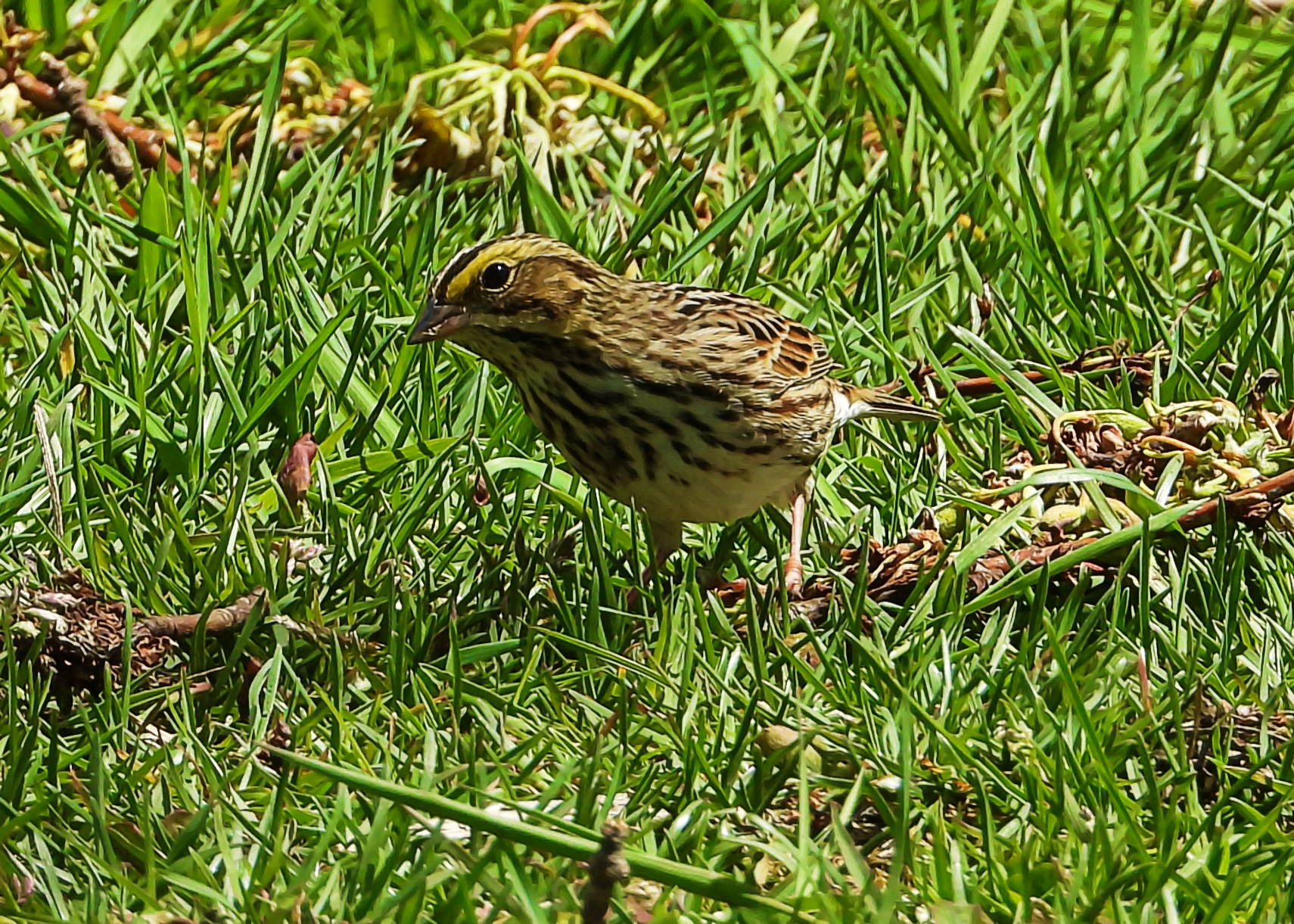#35 ~ Savannah Sparrow