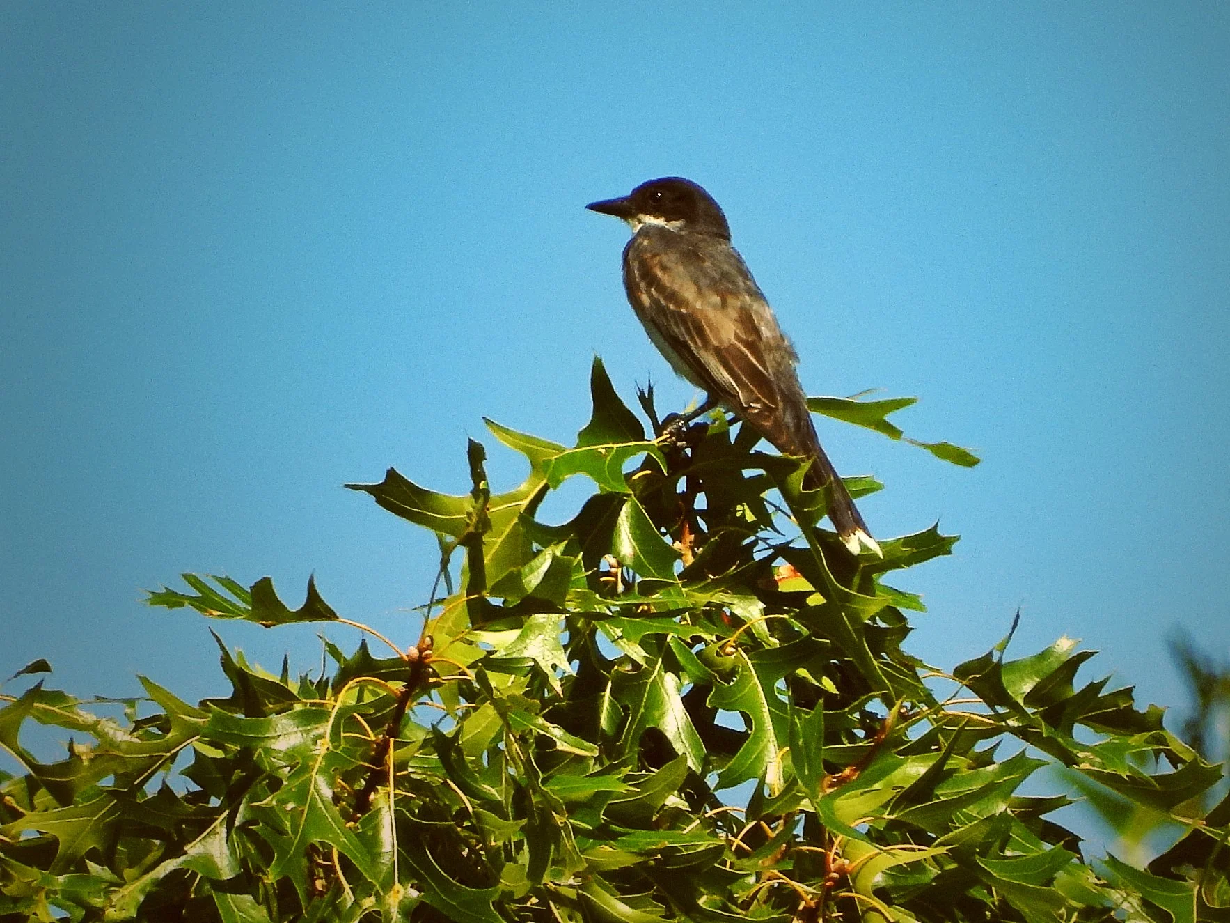 #44 ~ Eastern Kingbird