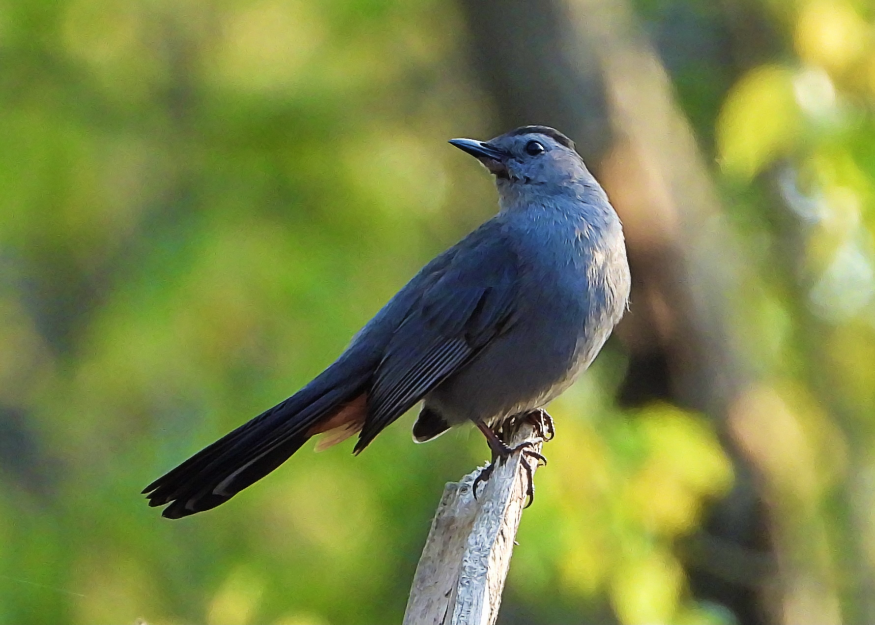 #34 ~ Gray Catbird