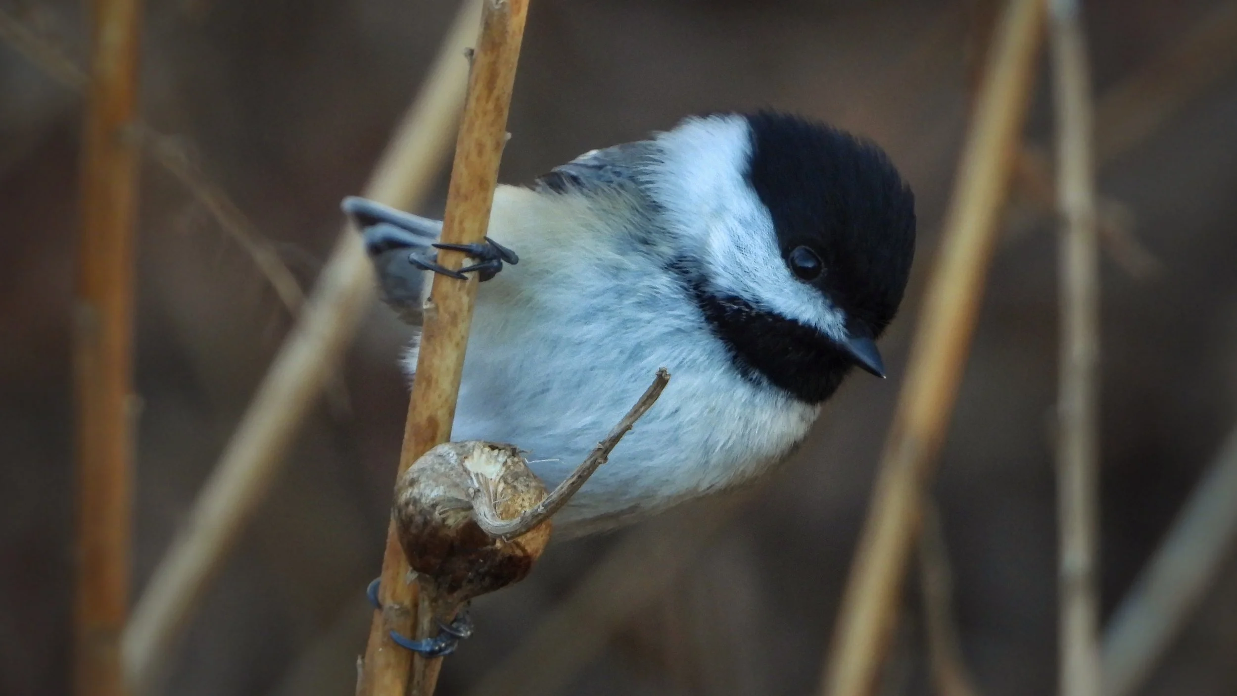 Black-capped Chickadee - PB Cinematics on Objkt.com