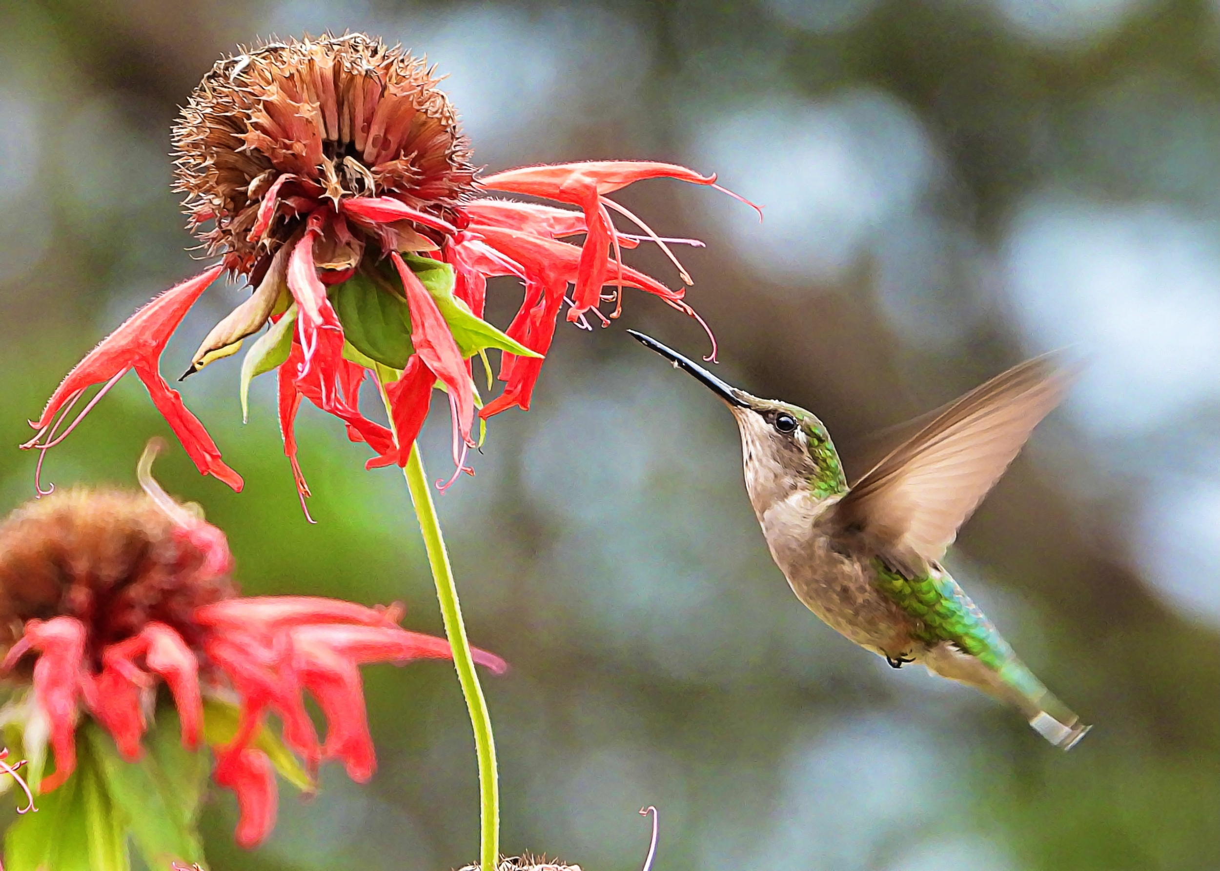 Ruby-throated Hummingbird ~ Sold