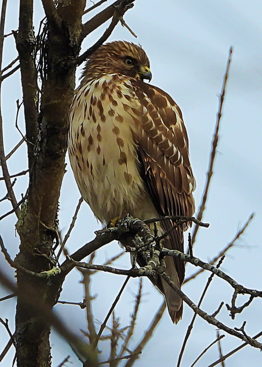 Red-shouldered Hawk ~ Available 0.075 ETH