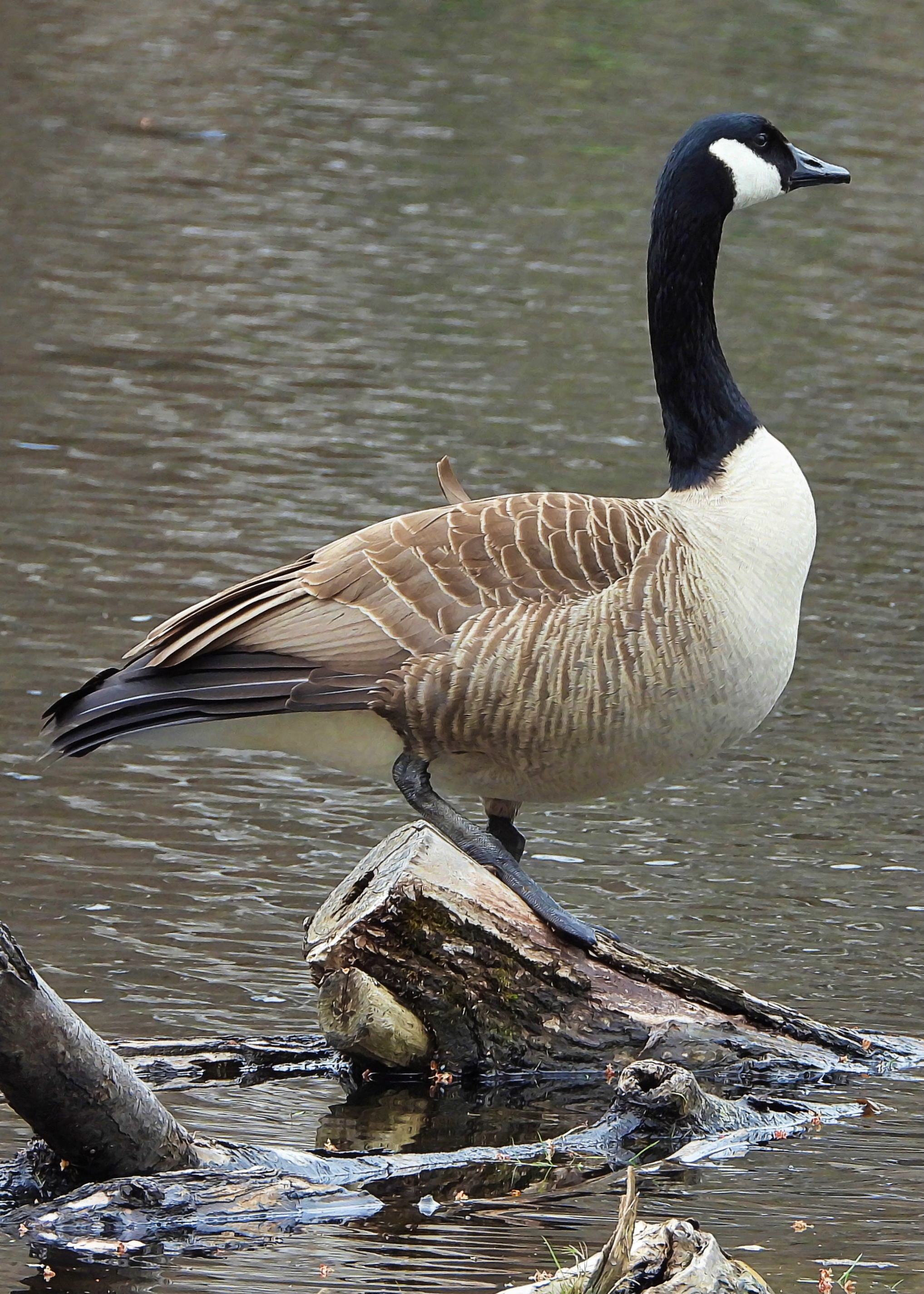 Canada Goose on Objkt.com