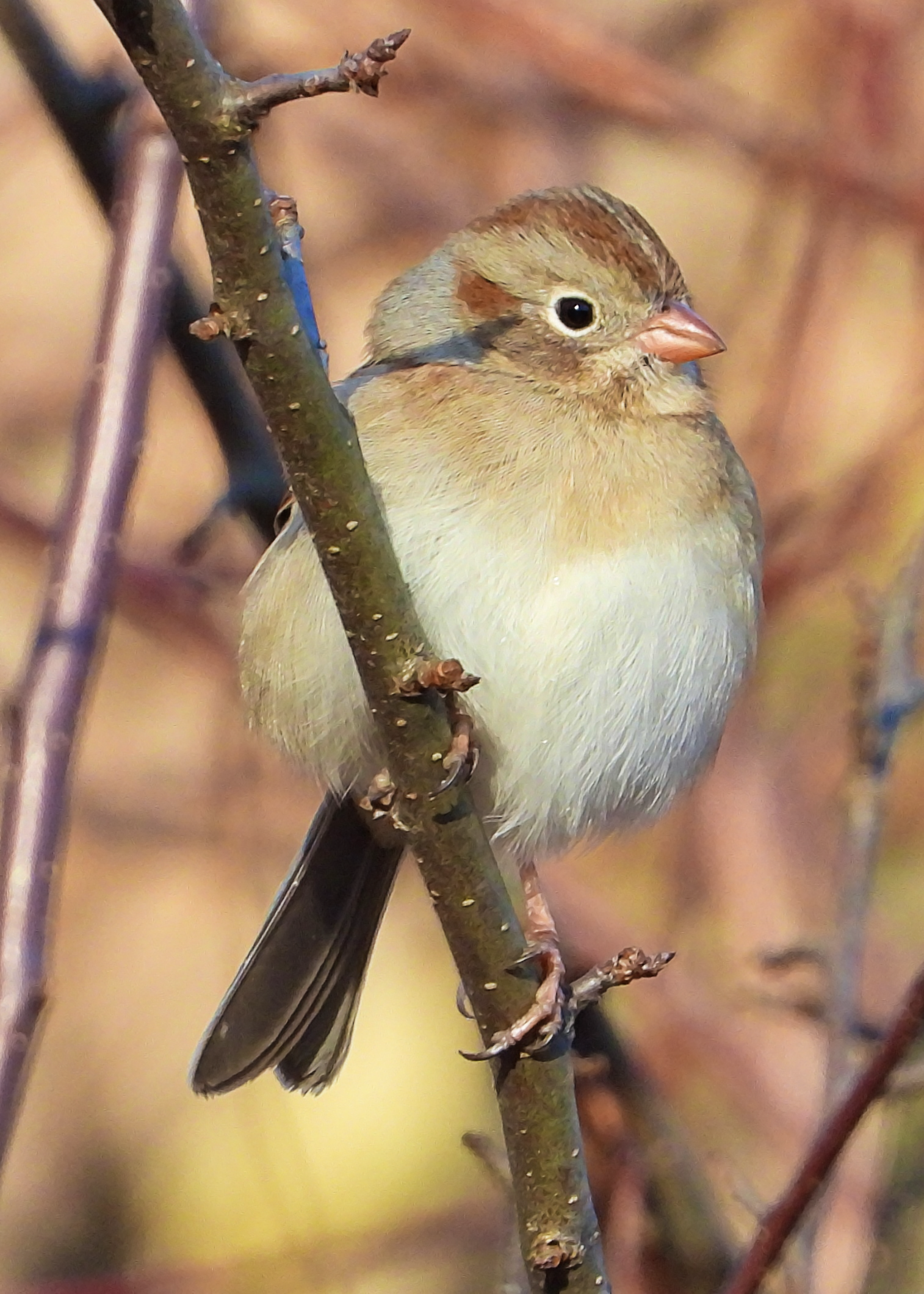 Field Sparrow ~ Available 0.075 ETH