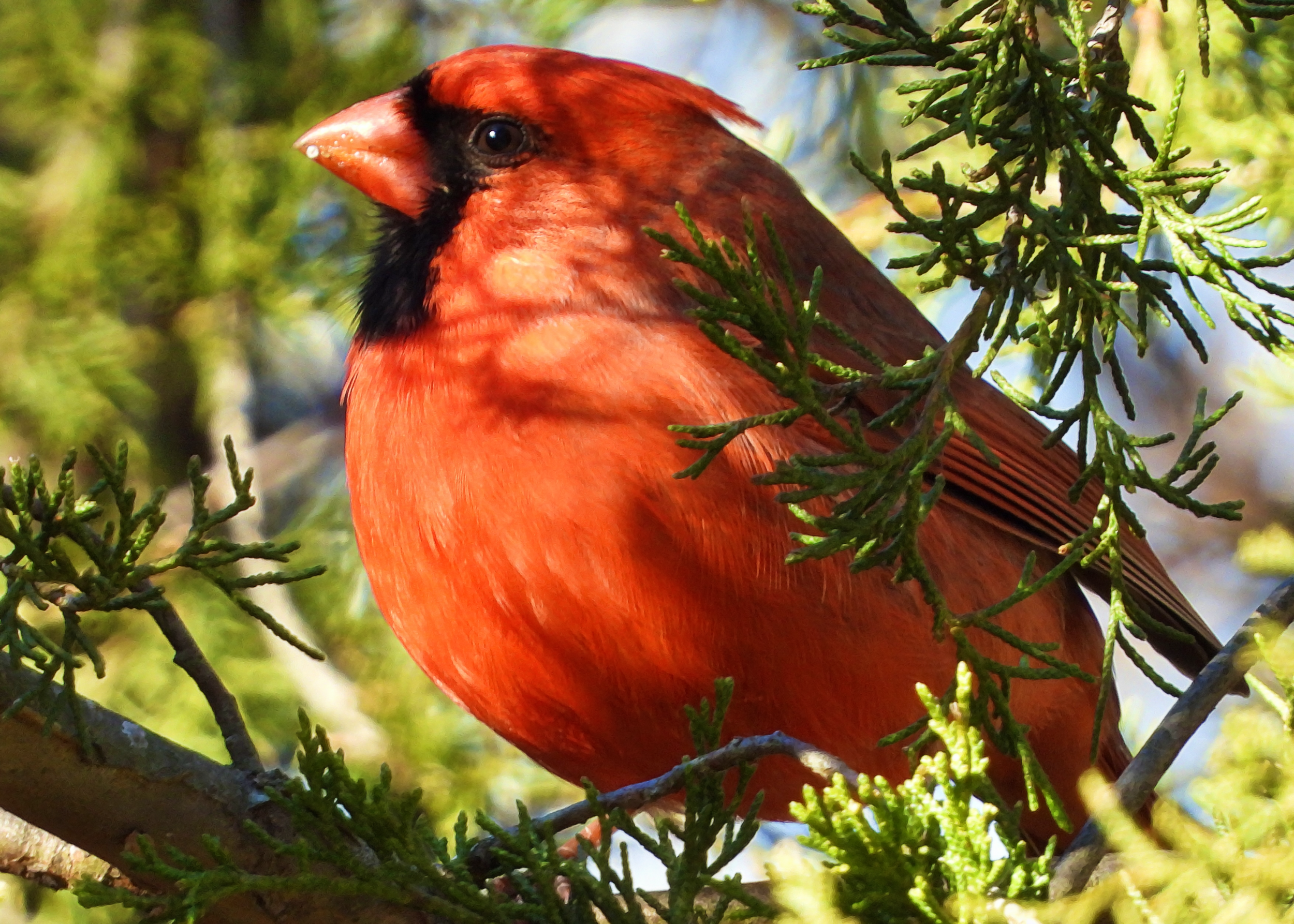 Northern Cardinal ~ Available 0.075 ETH