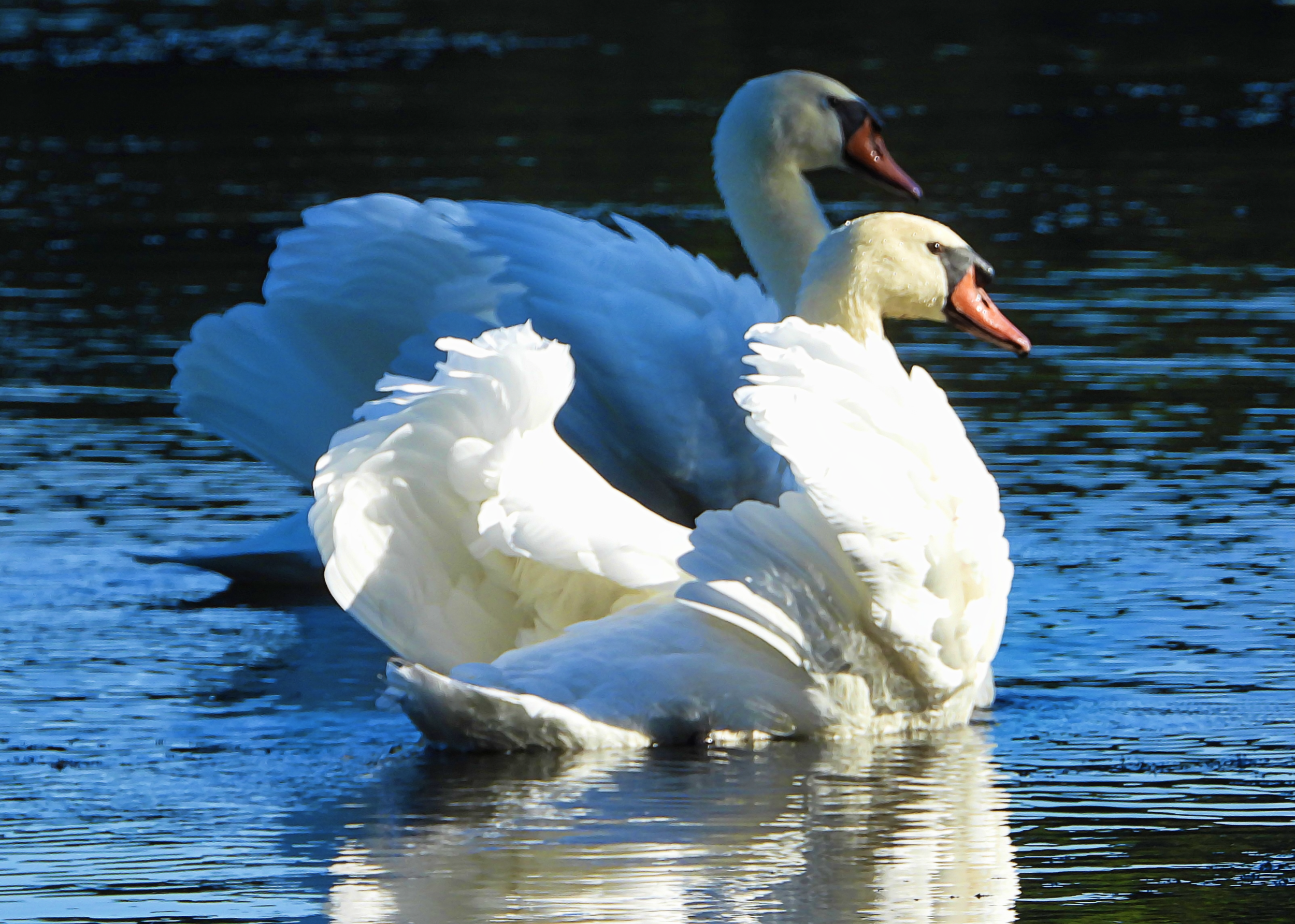 Mute Swans ~ Sold