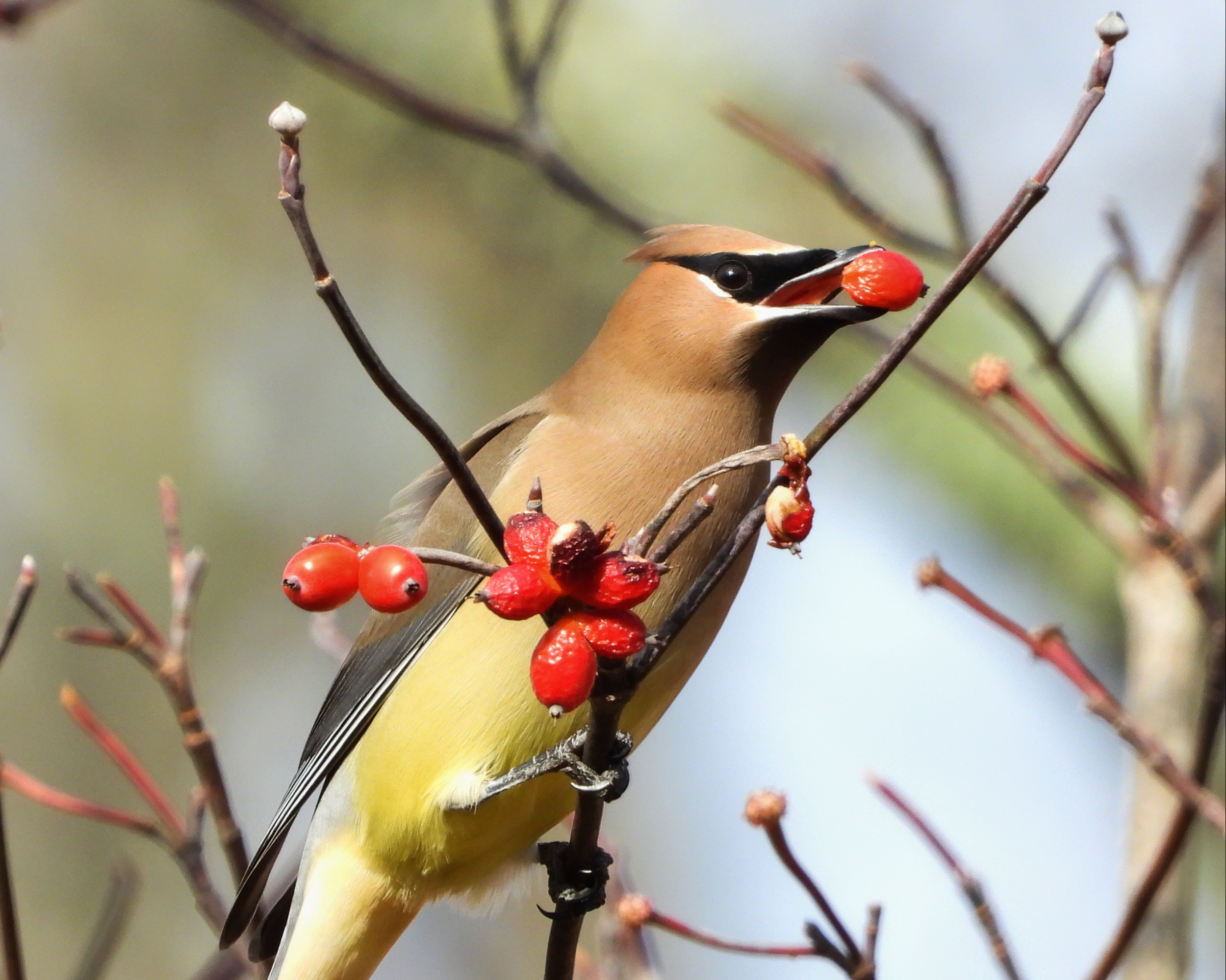 #46 ~ Cedar Waxwing