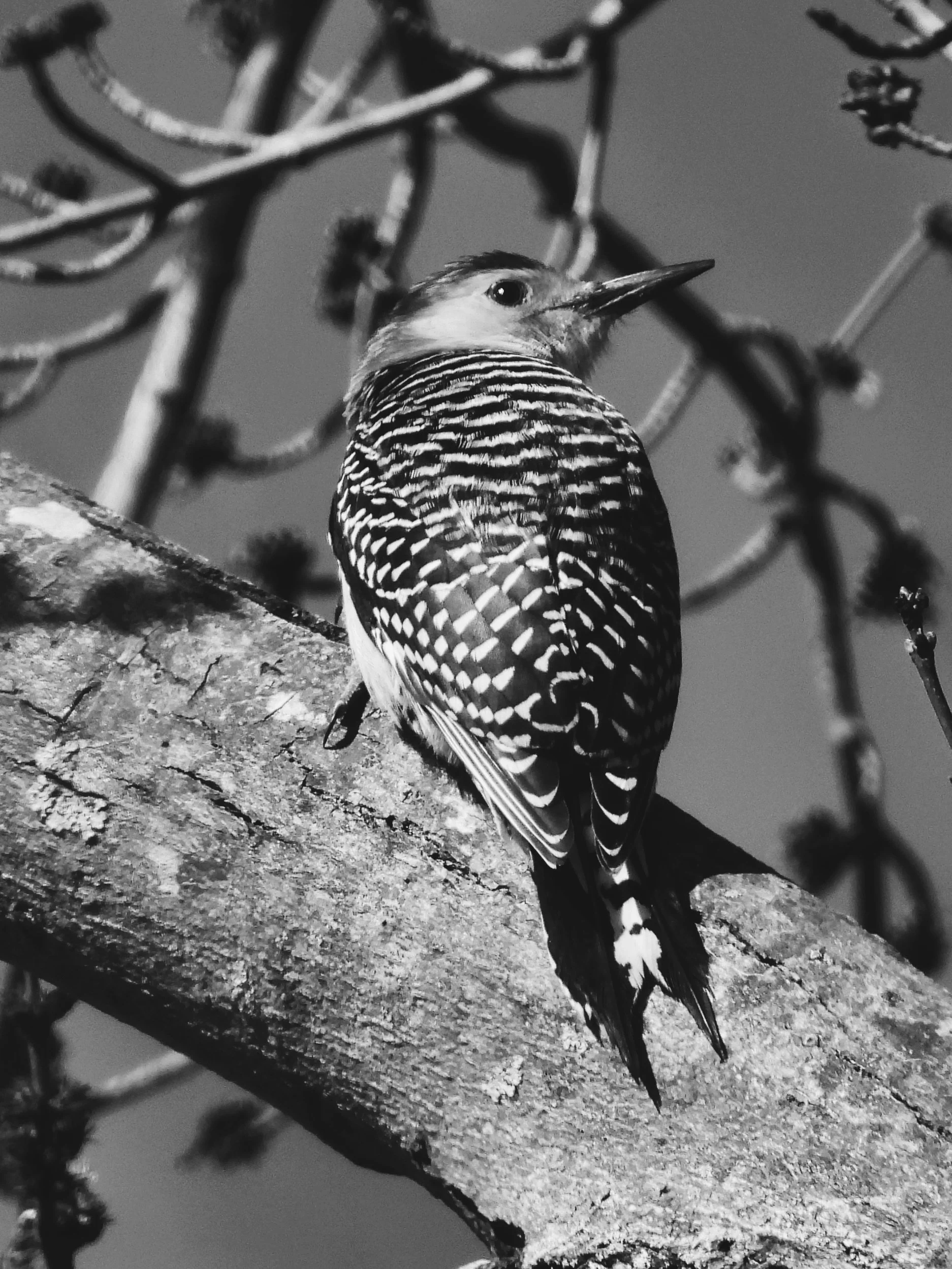 Woodpecker on Objkt.com