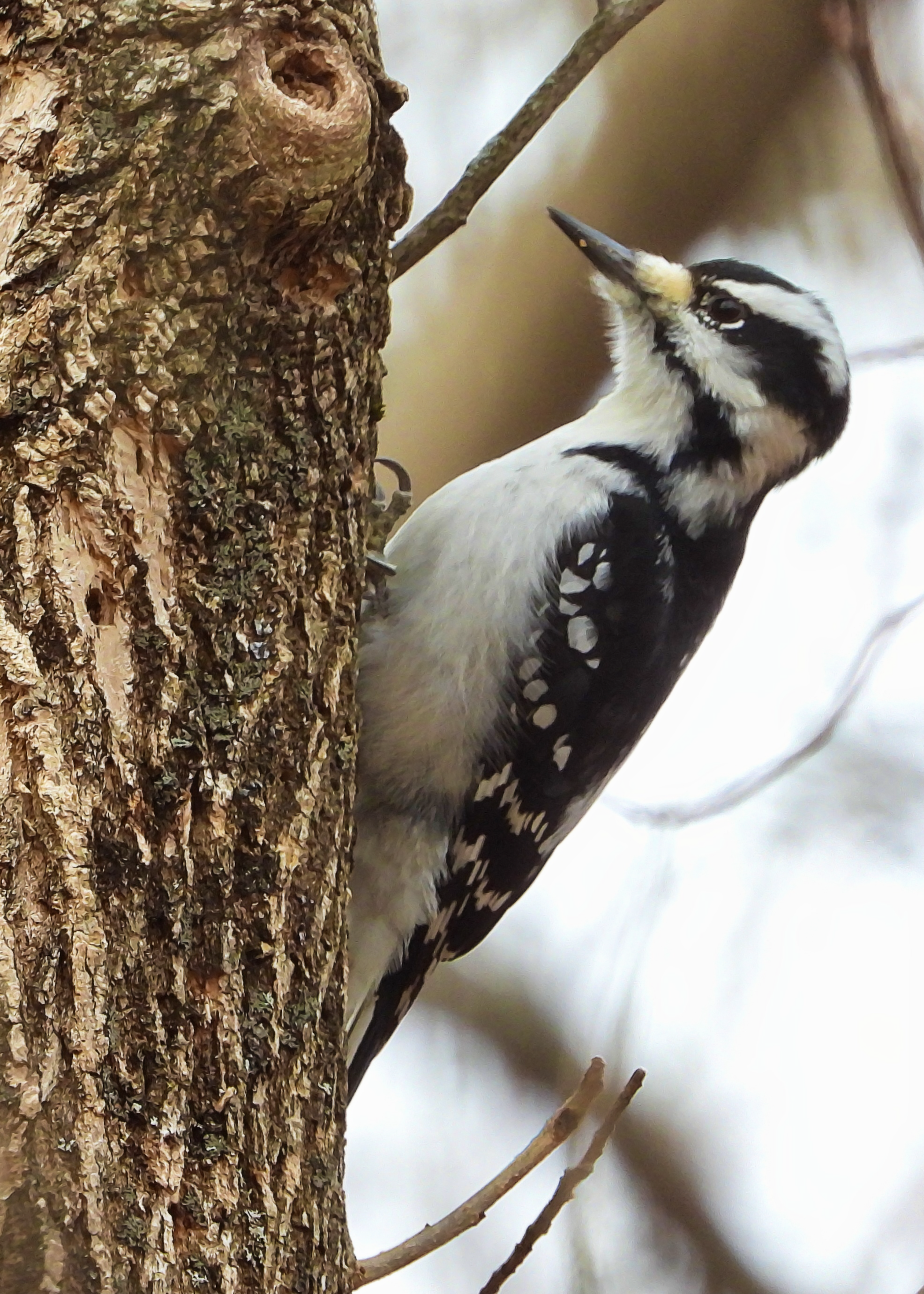 Flocksourced Faithful #04 - Hairy Woodpecker on Objkt.com