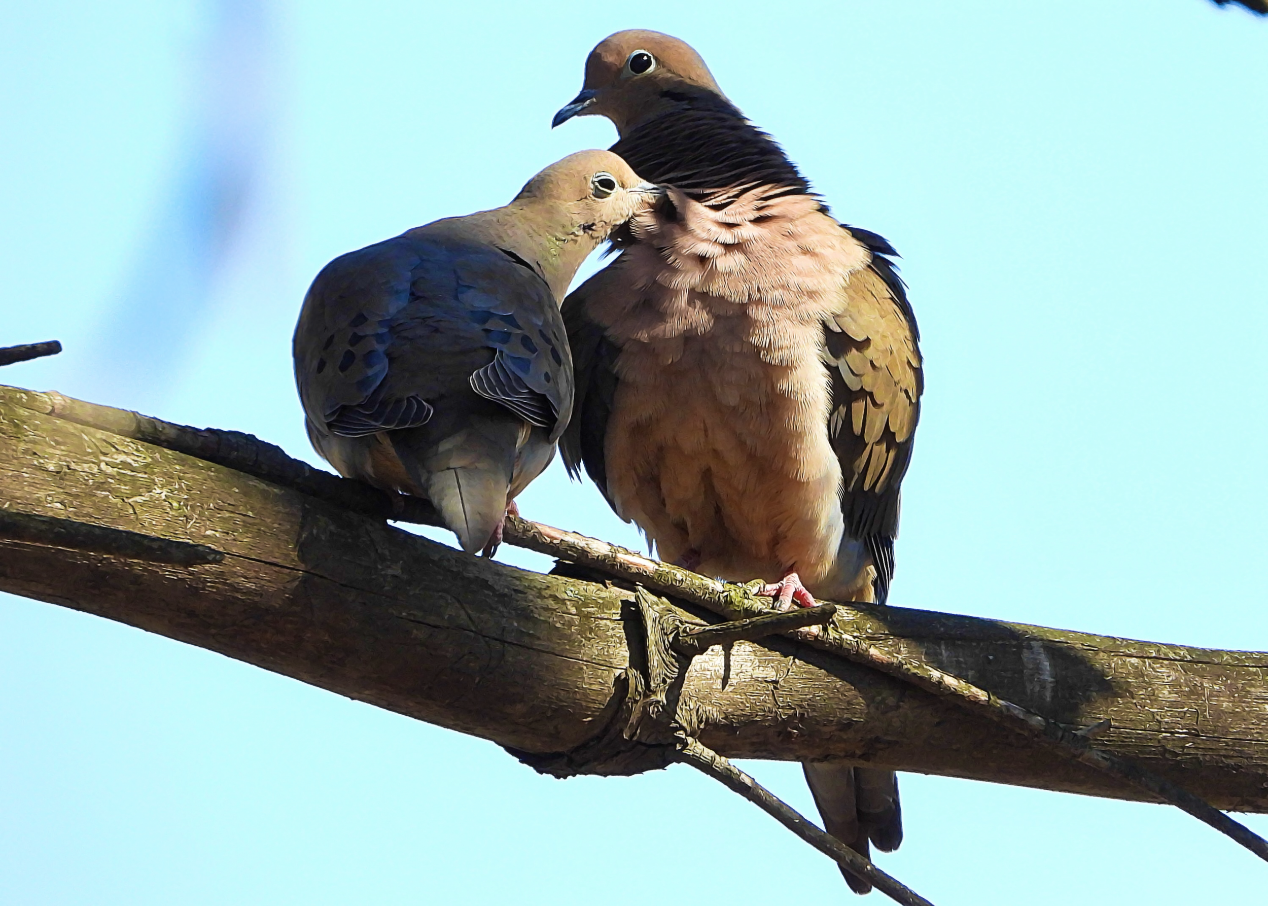 Flocksourced #024 - Mourning Doves on Exchange.art