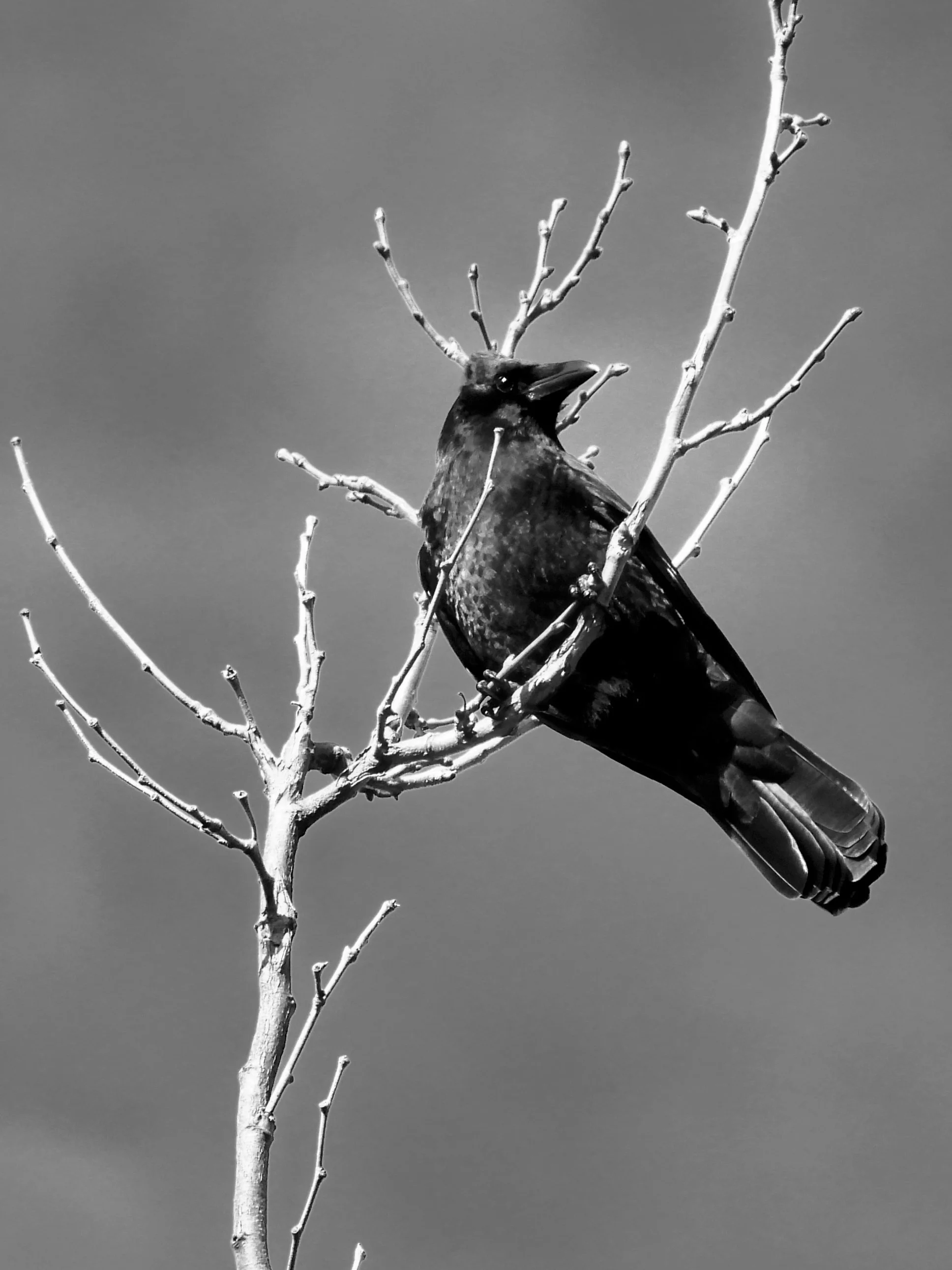 Crow on Objkt.com