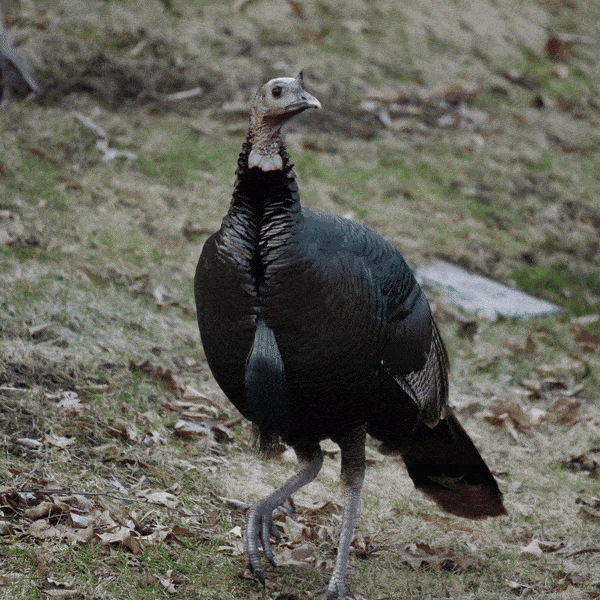 Foster Flock Frames on FosterMarketplace.app