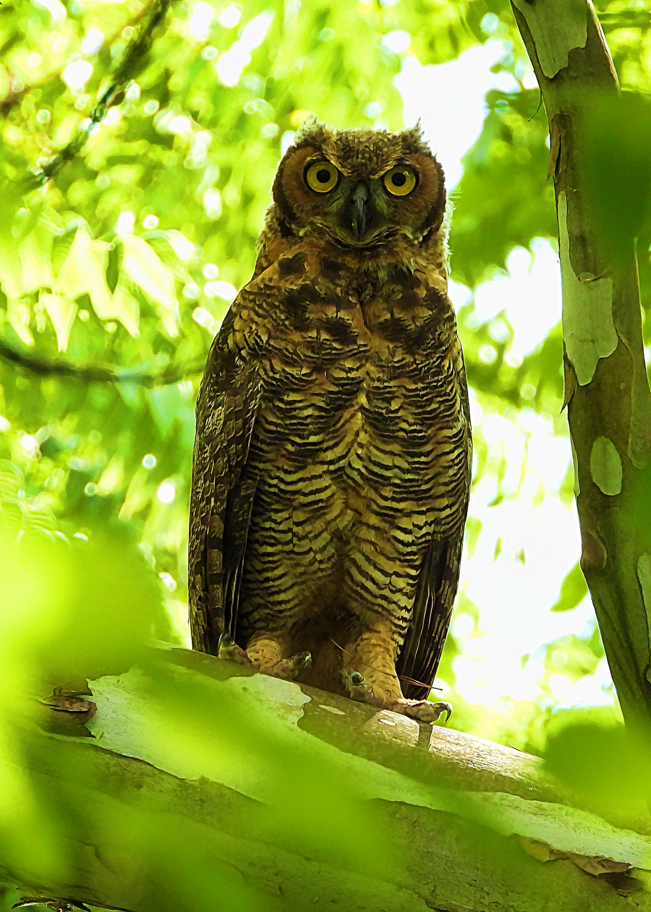 Great Horned Owl ~ Sold