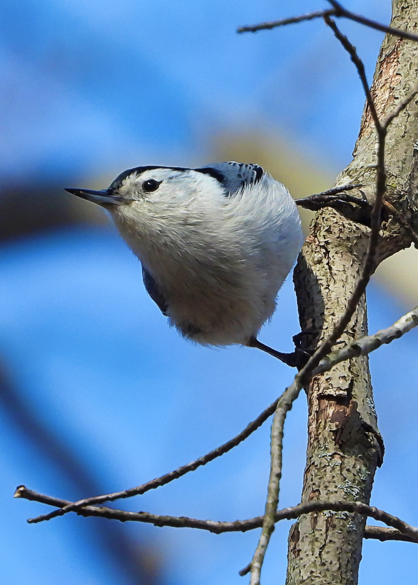 Flocksourced #017 - White-breasted Nuthatch on Exchange.art