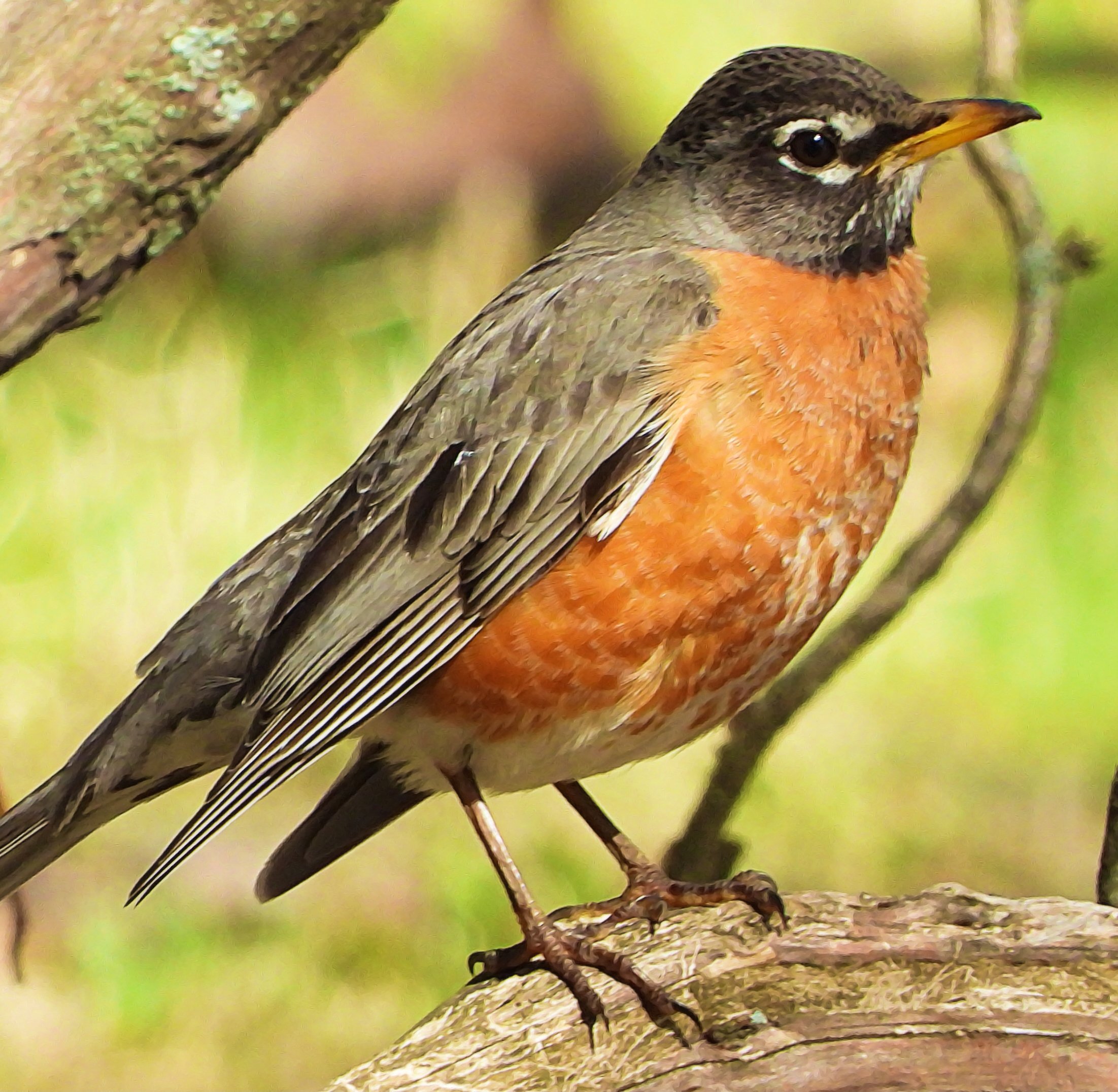#10 ~ American Robin