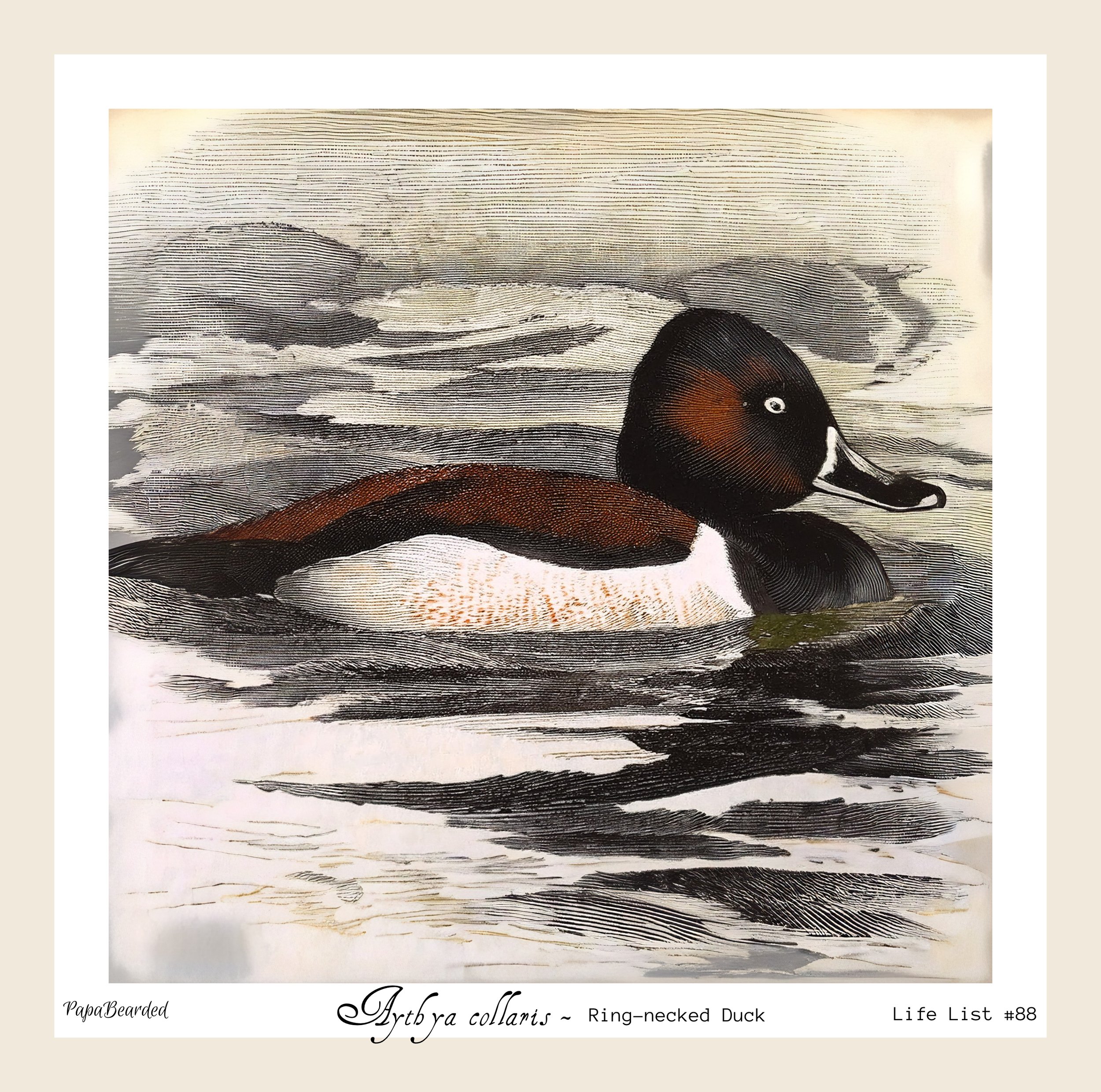 88 Ring-necked Duck AI LL.jpg