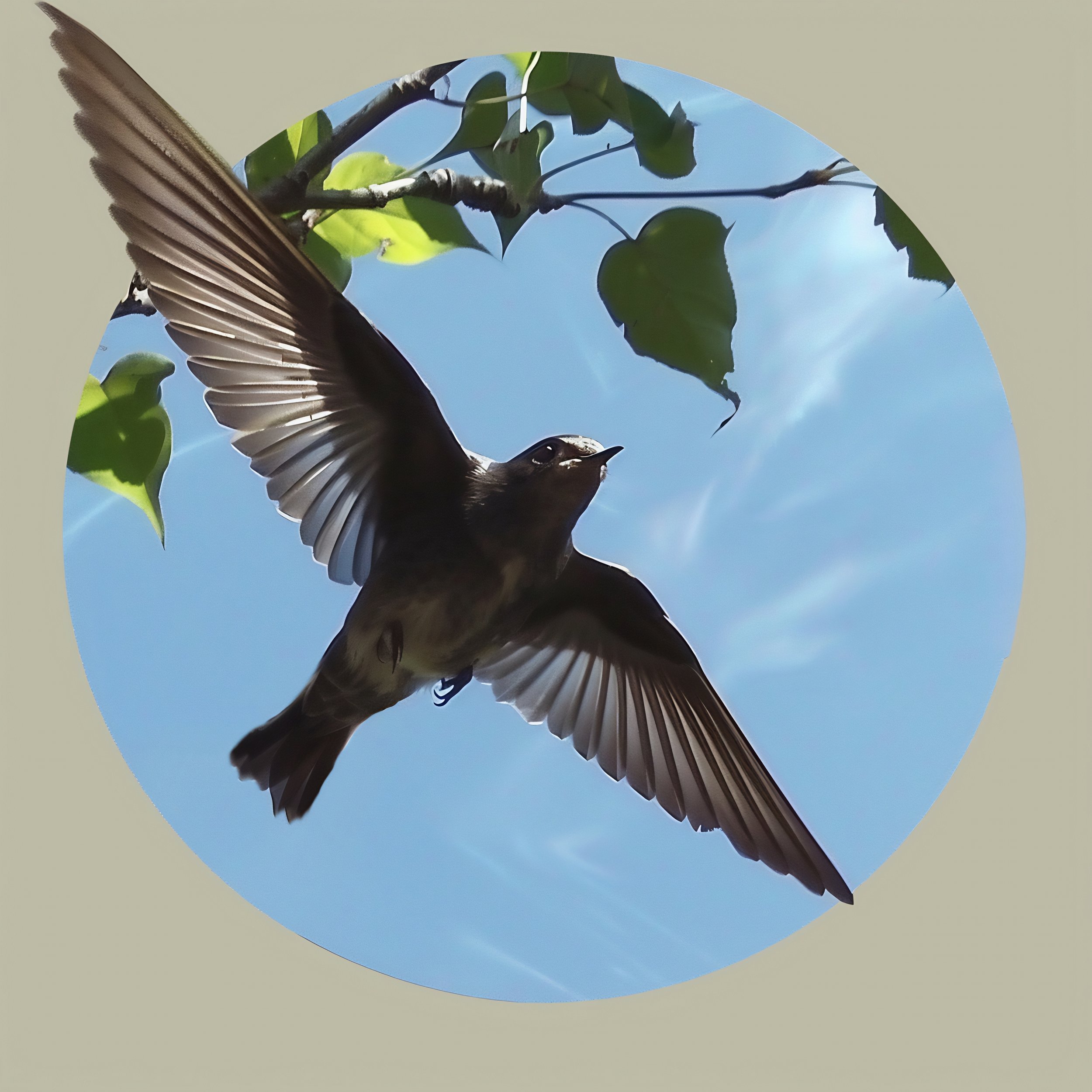 40 Chimney Swift AI LL.jpg