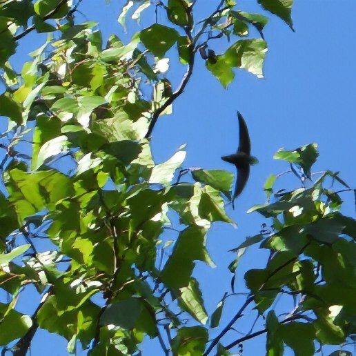 #40 ~ Chimney Swift