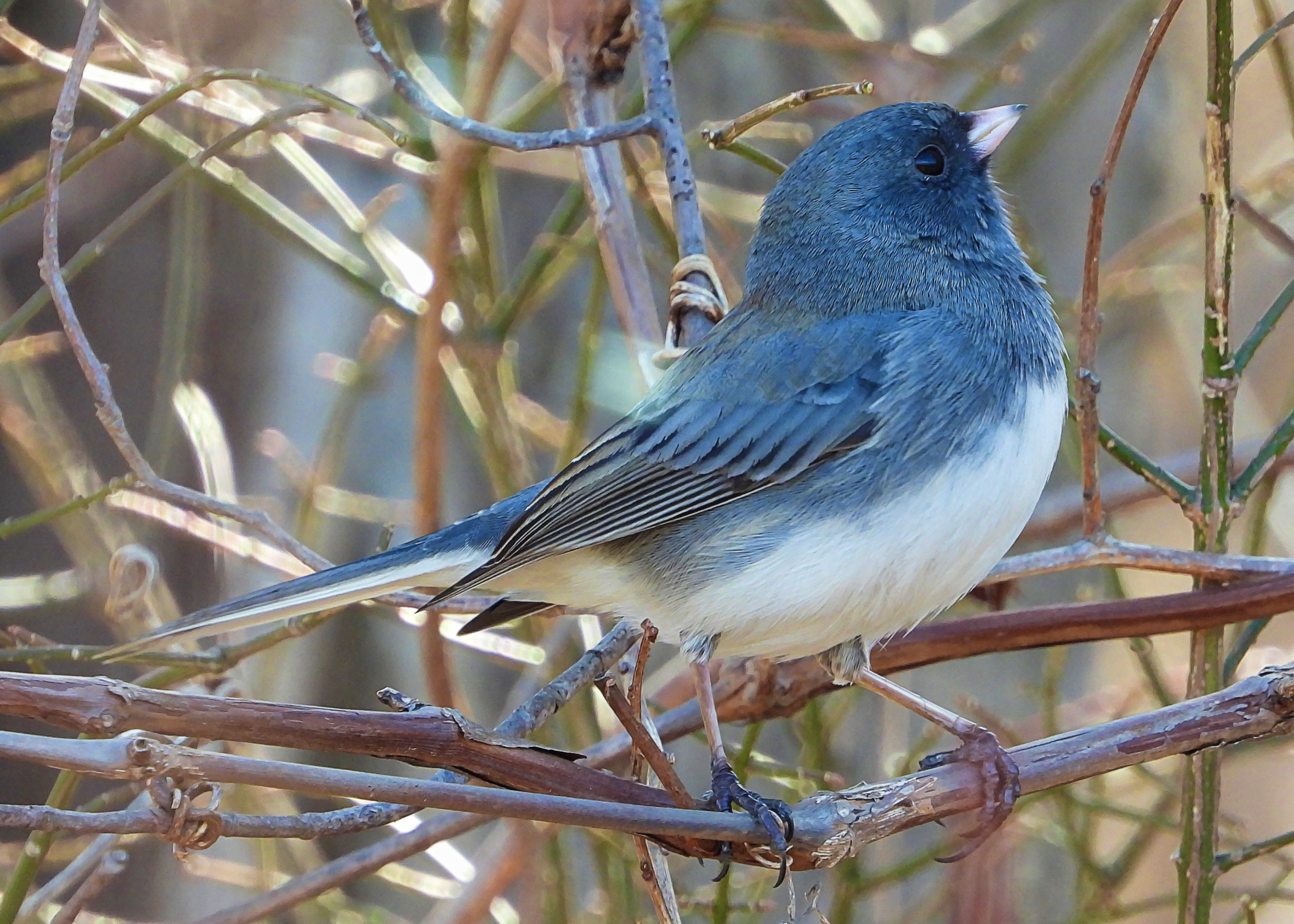 Flocksourced Faithful #12 - Dark-eyed Junco on Objkt.com
