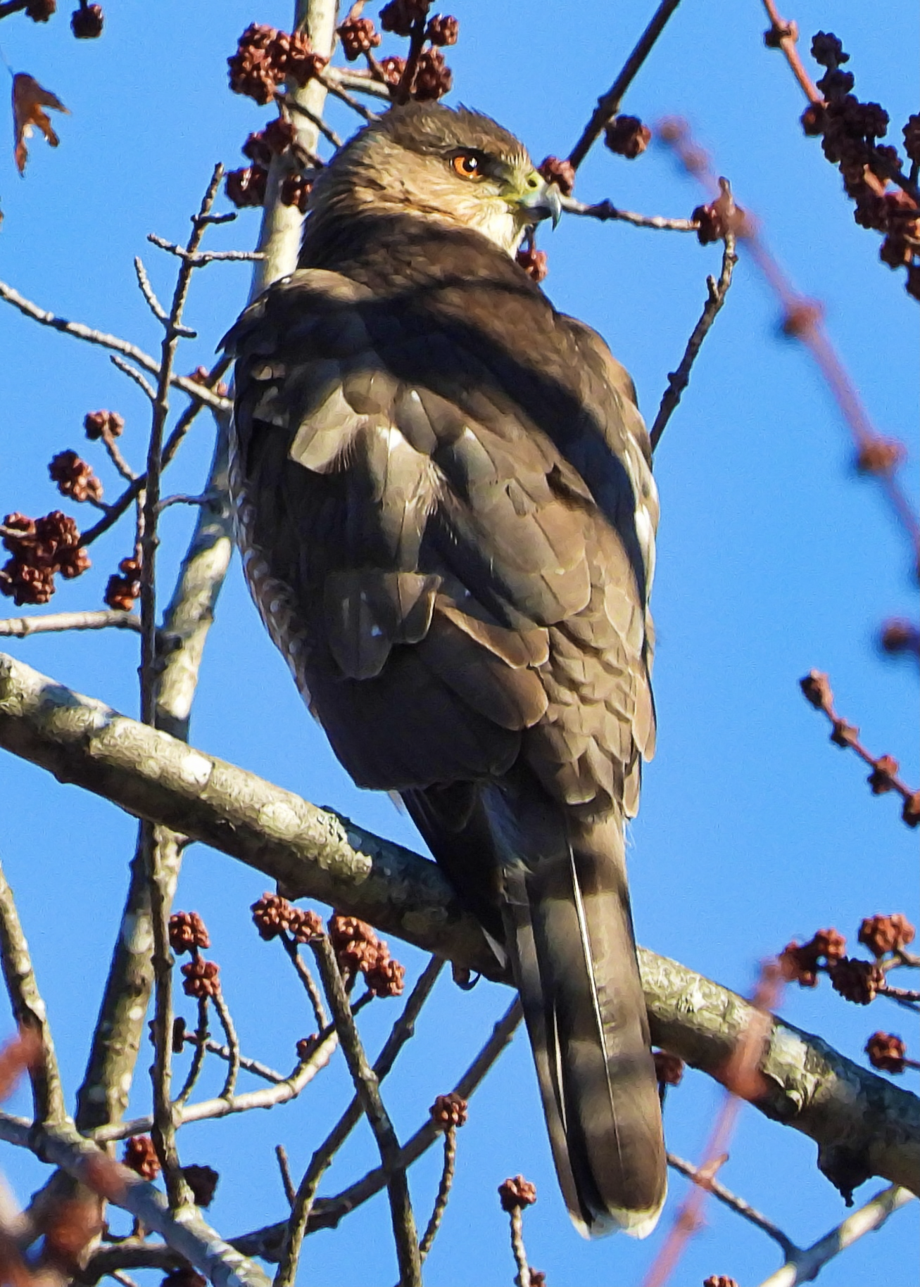 Flocksourced #037 - Cooper's Hawk (Burned)