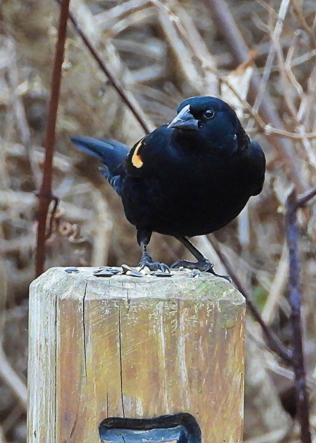 Red-winged Blackbird on Objkt.com