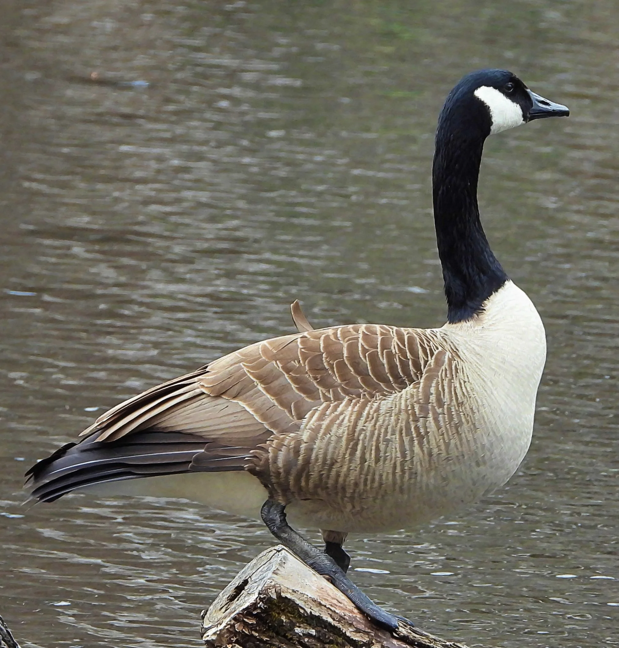 #28 ~ Canada Goose