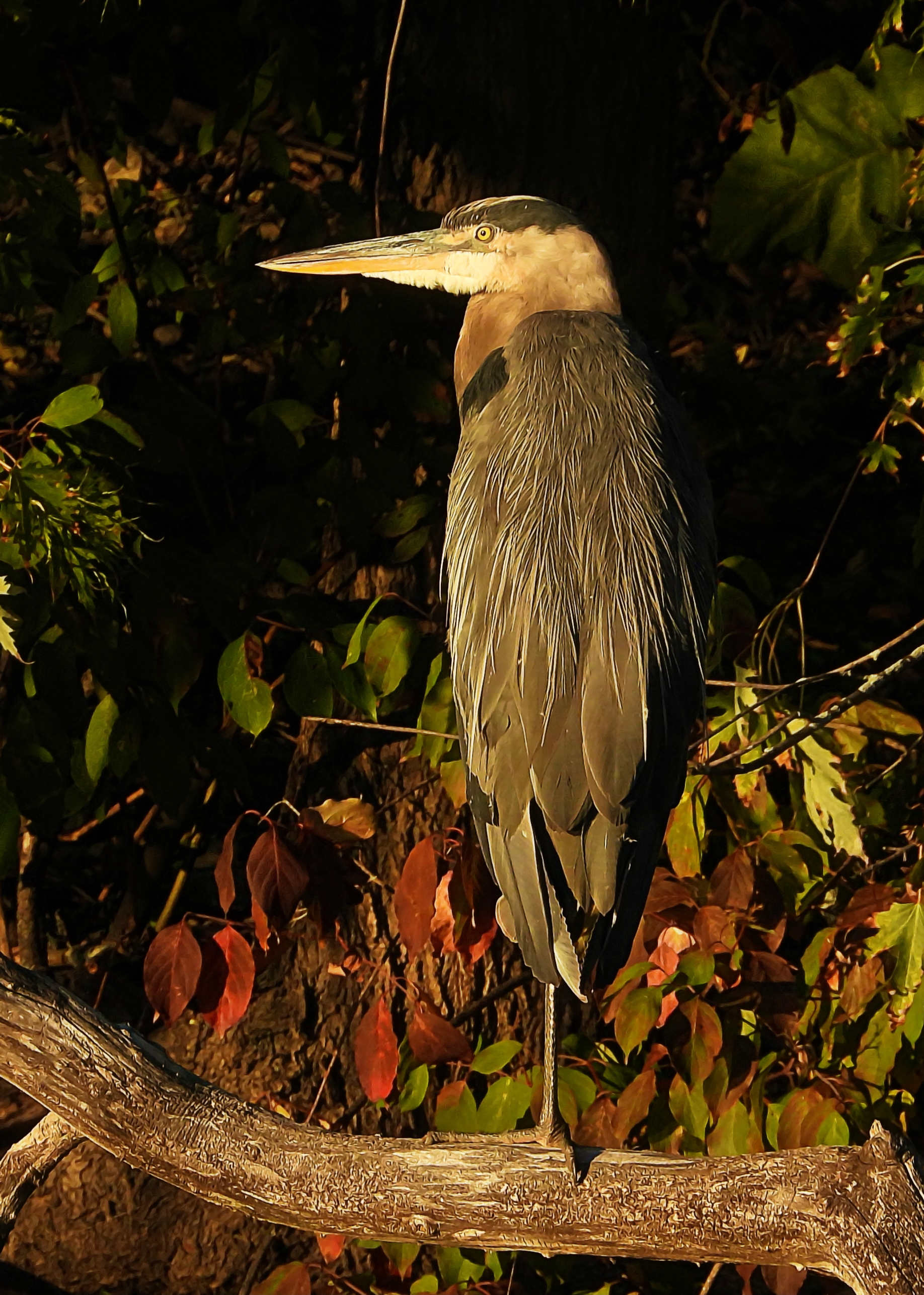 #33 ~ Great Blue Heron
