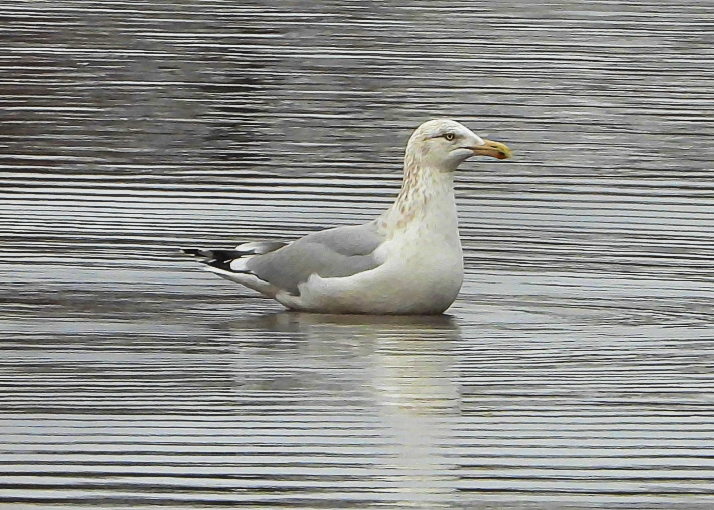 #41 ~ Herring Gull