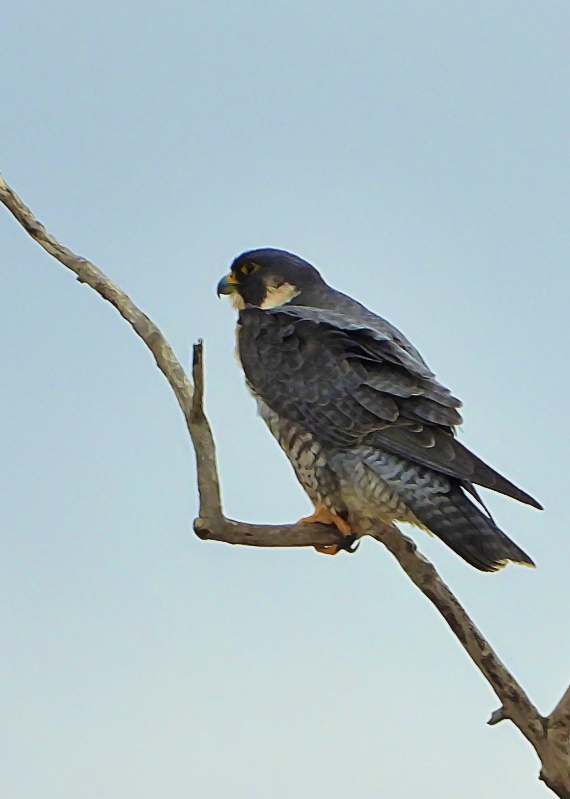 Peregrine Falcon ~ Available 0.075 ETH