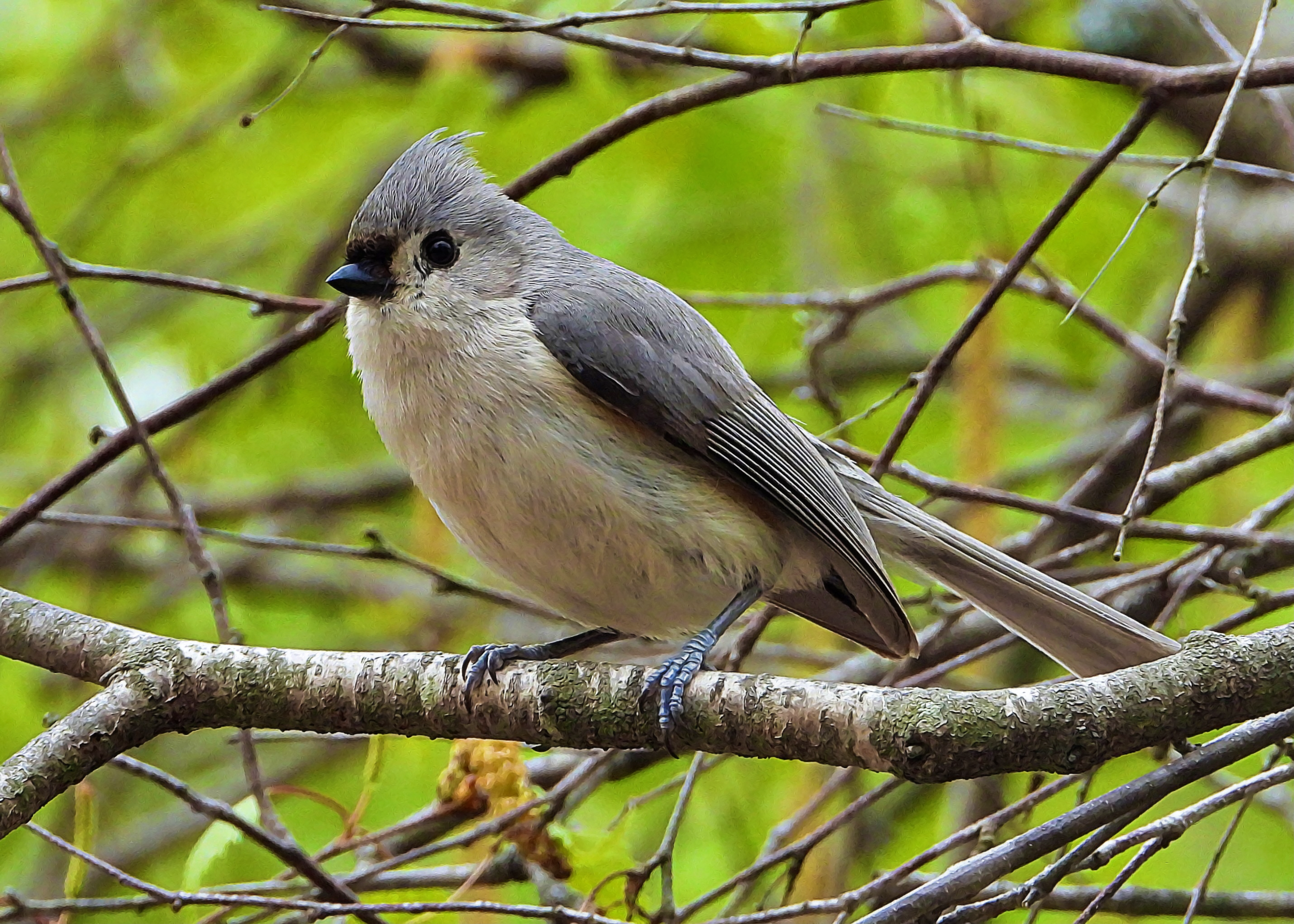 Flocksourced Faithful #02 - Tufted Titmouse on Objkt.com