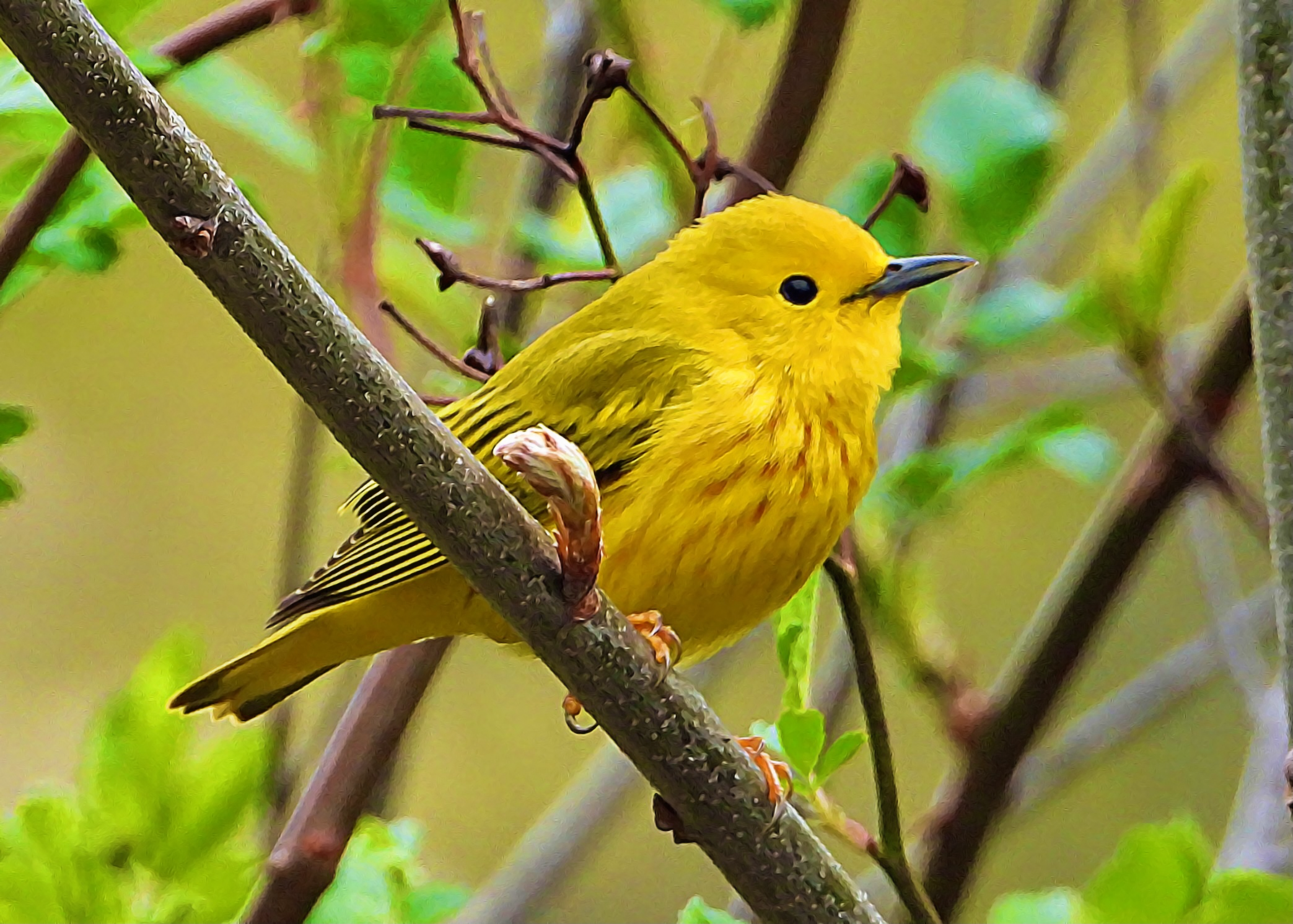 #37 ~ Yellow Warbler
